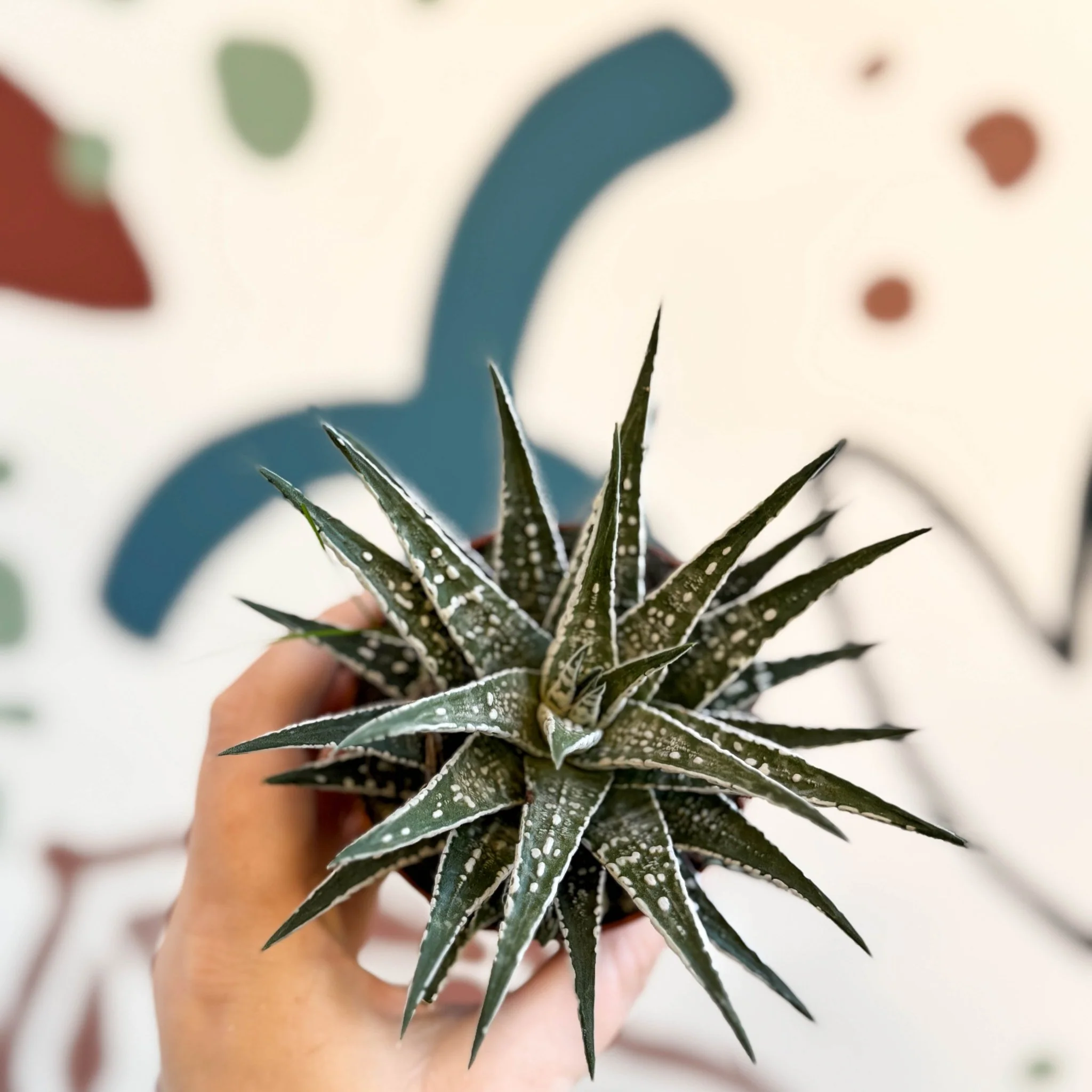 Haworthia fasciata 'Alba' – Zebra Haworthia - Image 3