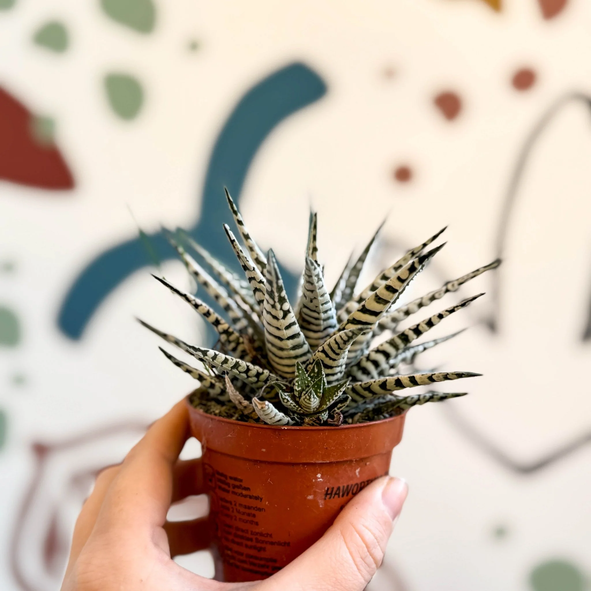 Haworthia fasciata 'Alba' – Zebra Haworthia - Image 4