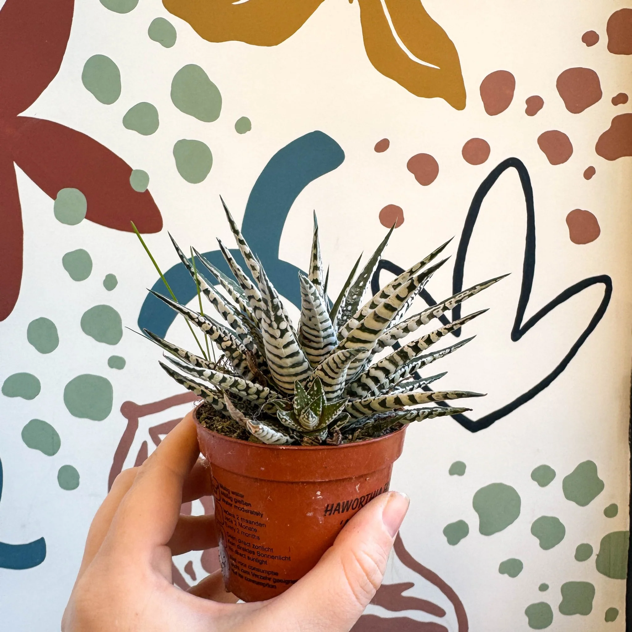 Haworthia fasciata 'Alba' – Zebra Haworthia - Image 5
