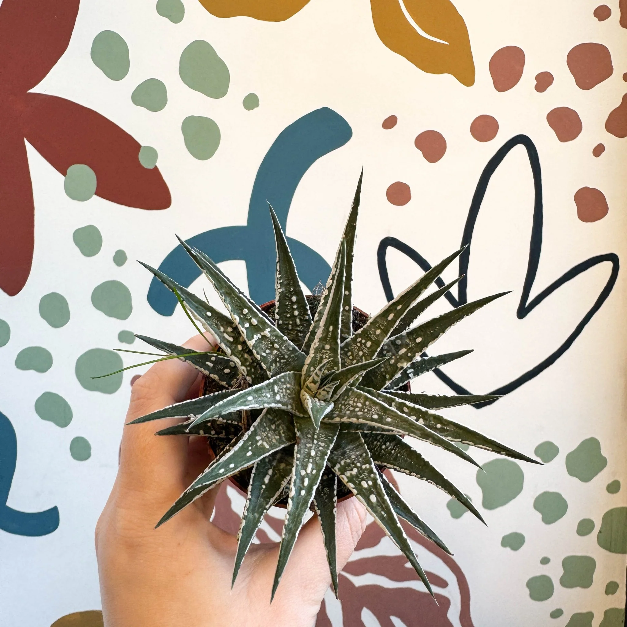 Haworthia fasciata 'Alba' – Zebra Haworthia - Image 6