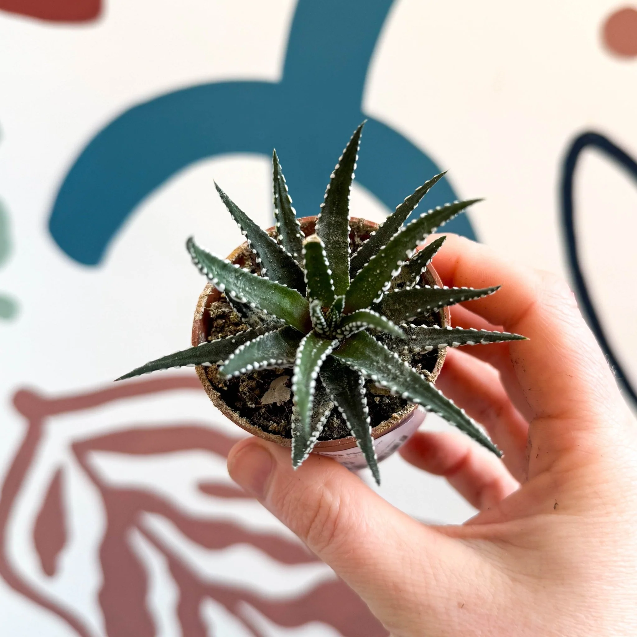 Haworthia fasciata ‘Big Band’ – Big Band Zebra Plant