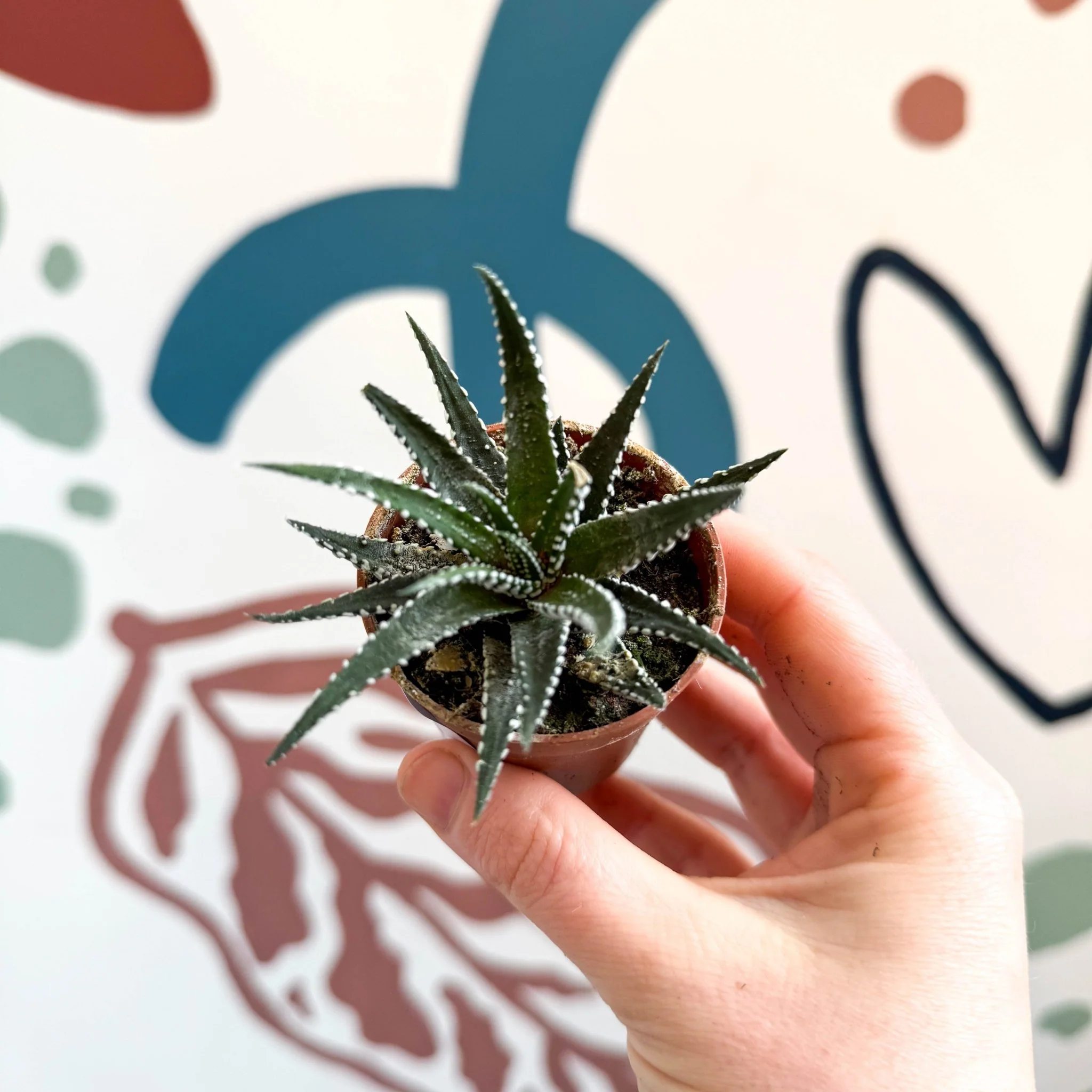 Haworthia fasciata ‘Big Band’ – Big Band Zebra Plant - Image 2