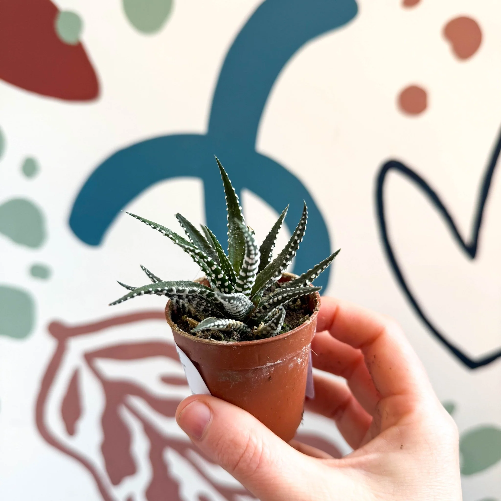 Haworthia fasciata ‘Big Band’ – Big Band Zebra Plant - Image 3