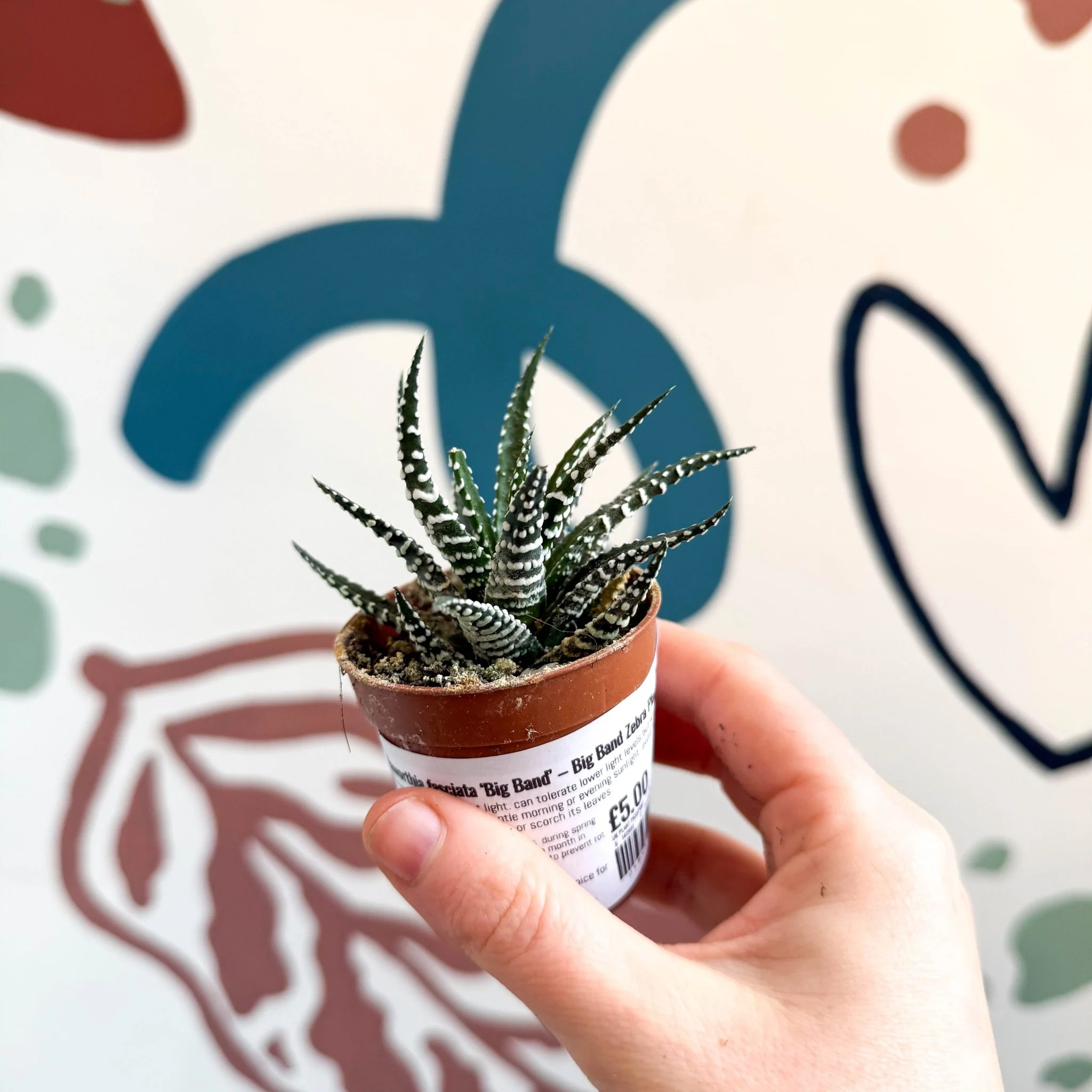 Haworthia fasciata ‘Big Band’ – Big Band Zebra Plant - Image 4
