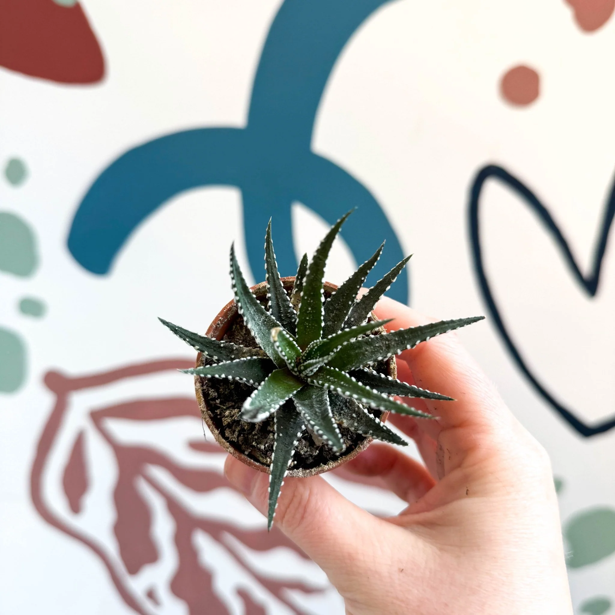 Haworthia fasciata ‘Big Band’ – Big Band Zebra Plant - Image 5