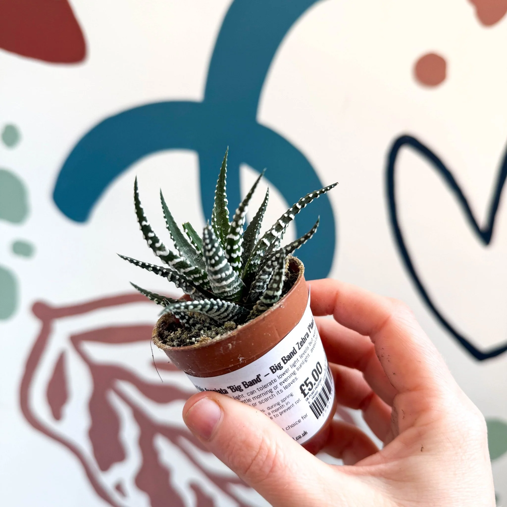Haworthia fasciata ‘Big Band’ – Big Band Zebra Plant - Image 6