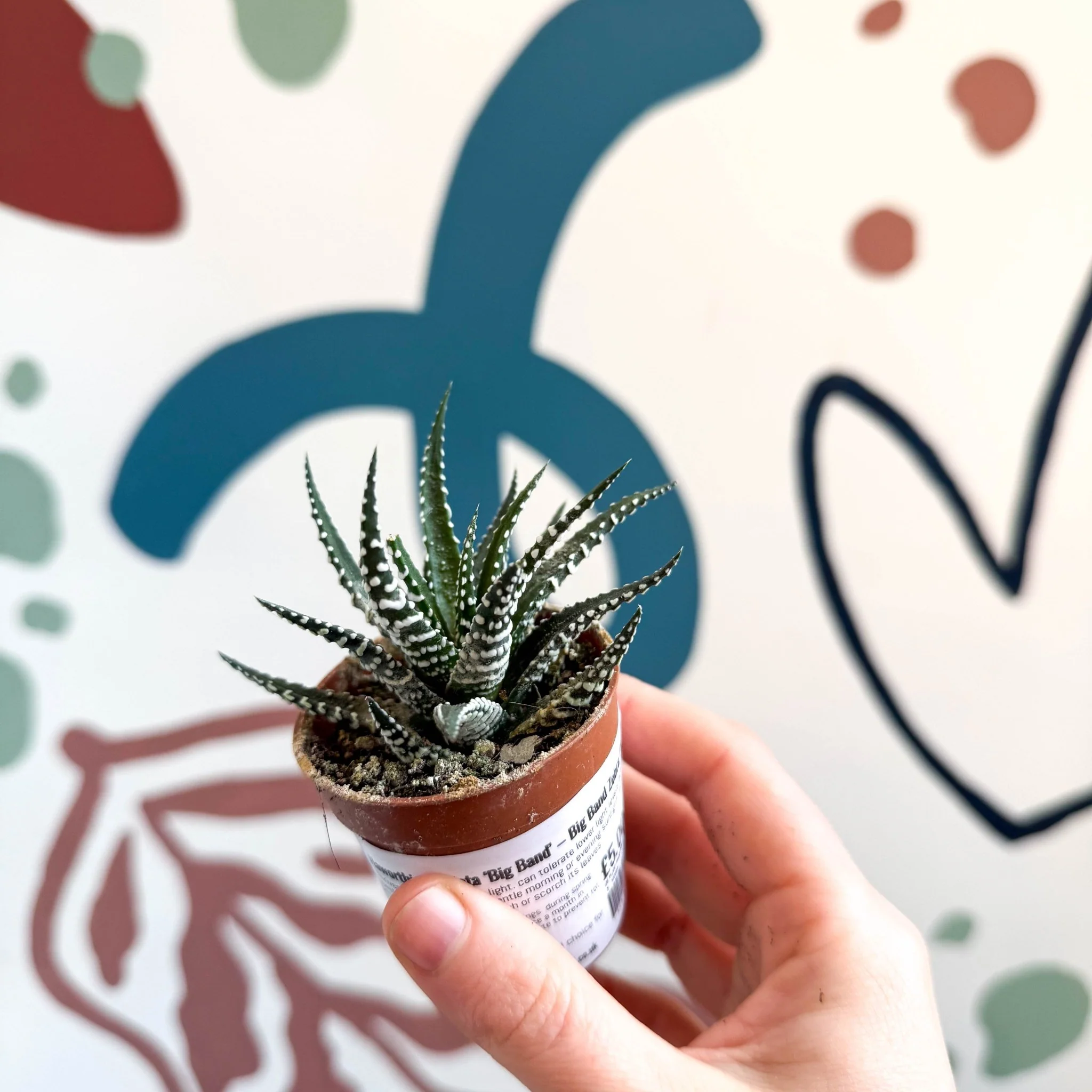 Haworthia fasciata ‘Big Band’ – Big Band Zebra Plant - Image 7