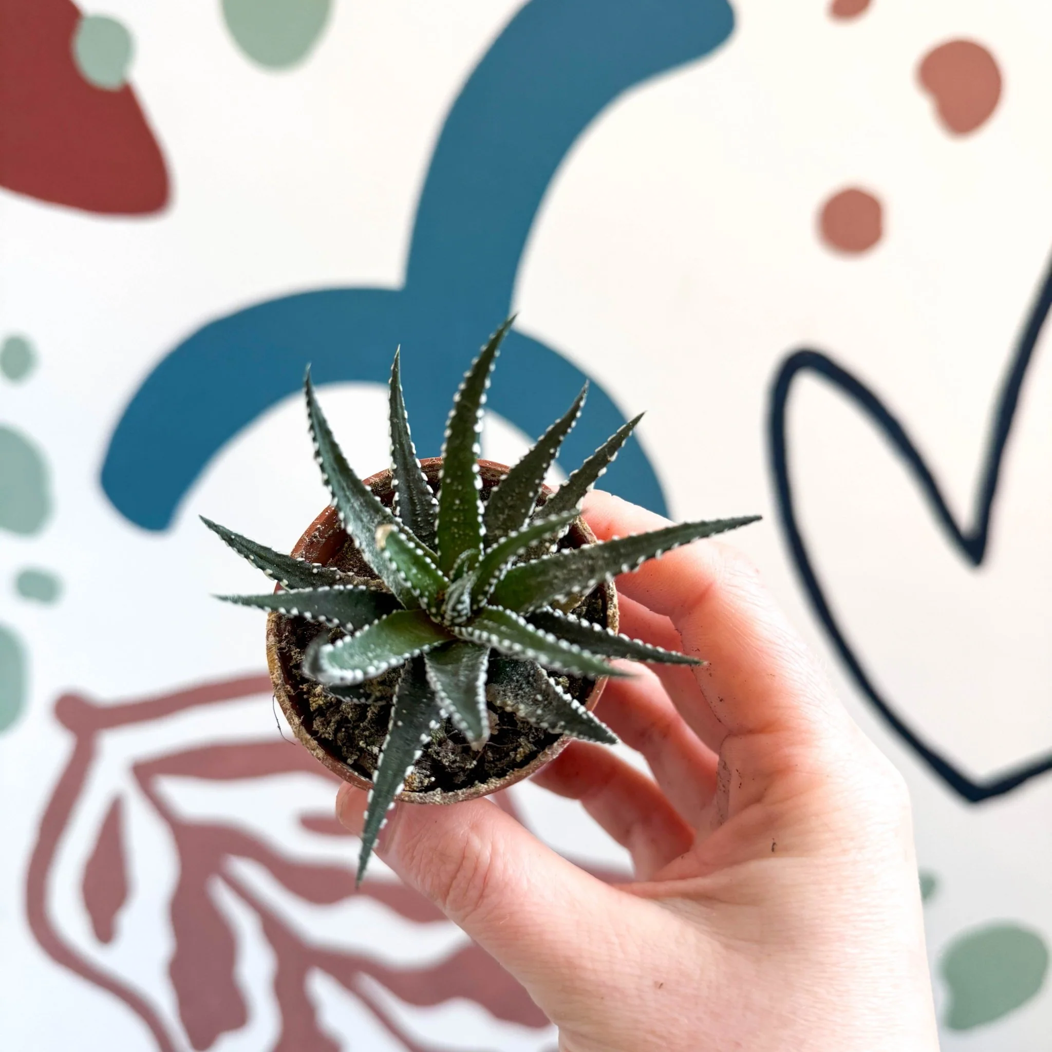 Haworthia fasciata ‘Big Band’ – Big Band Zebra Plant - Image 8