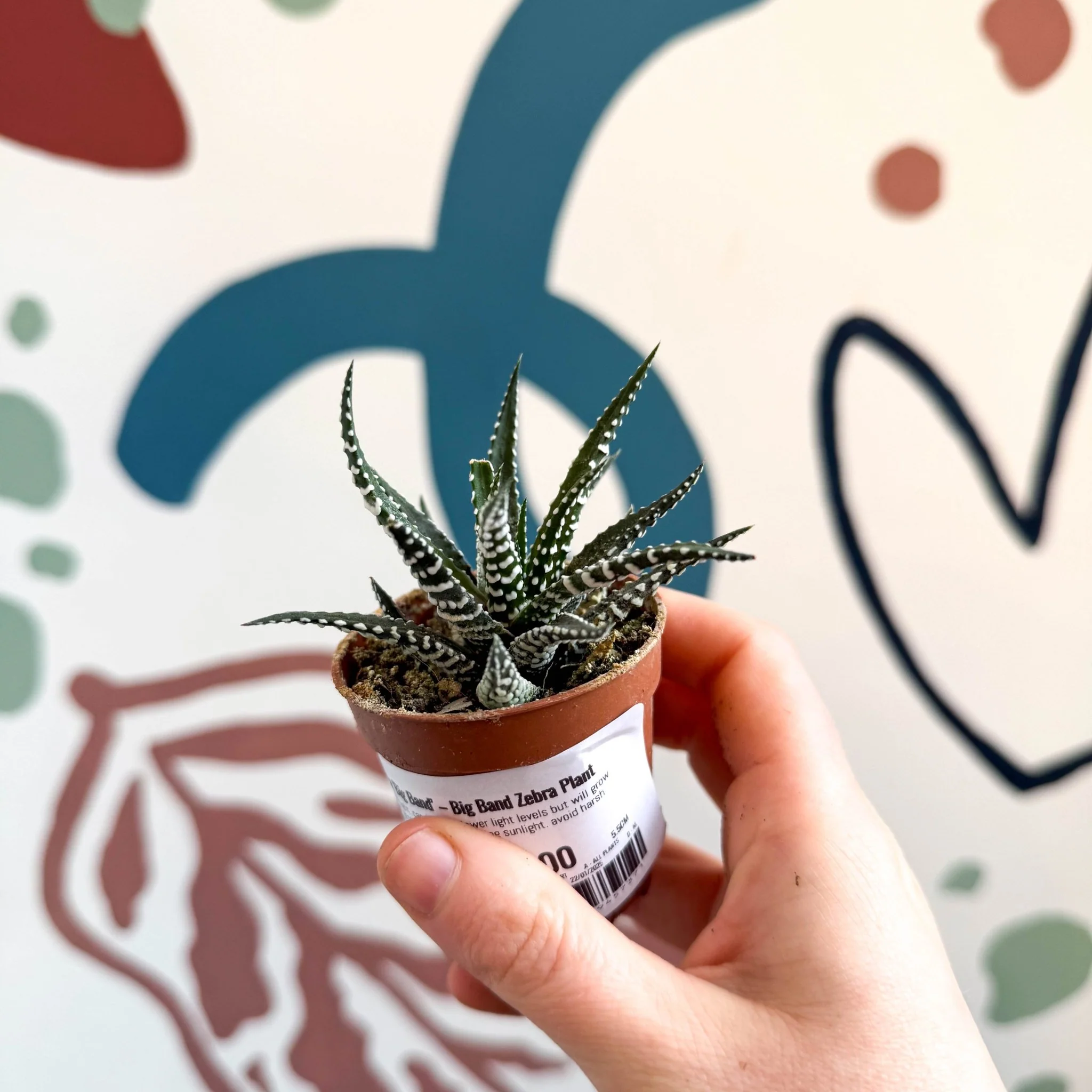 Haworthia fasciata ‘Big Band’ – Big Band Zebra Plant - Image 9