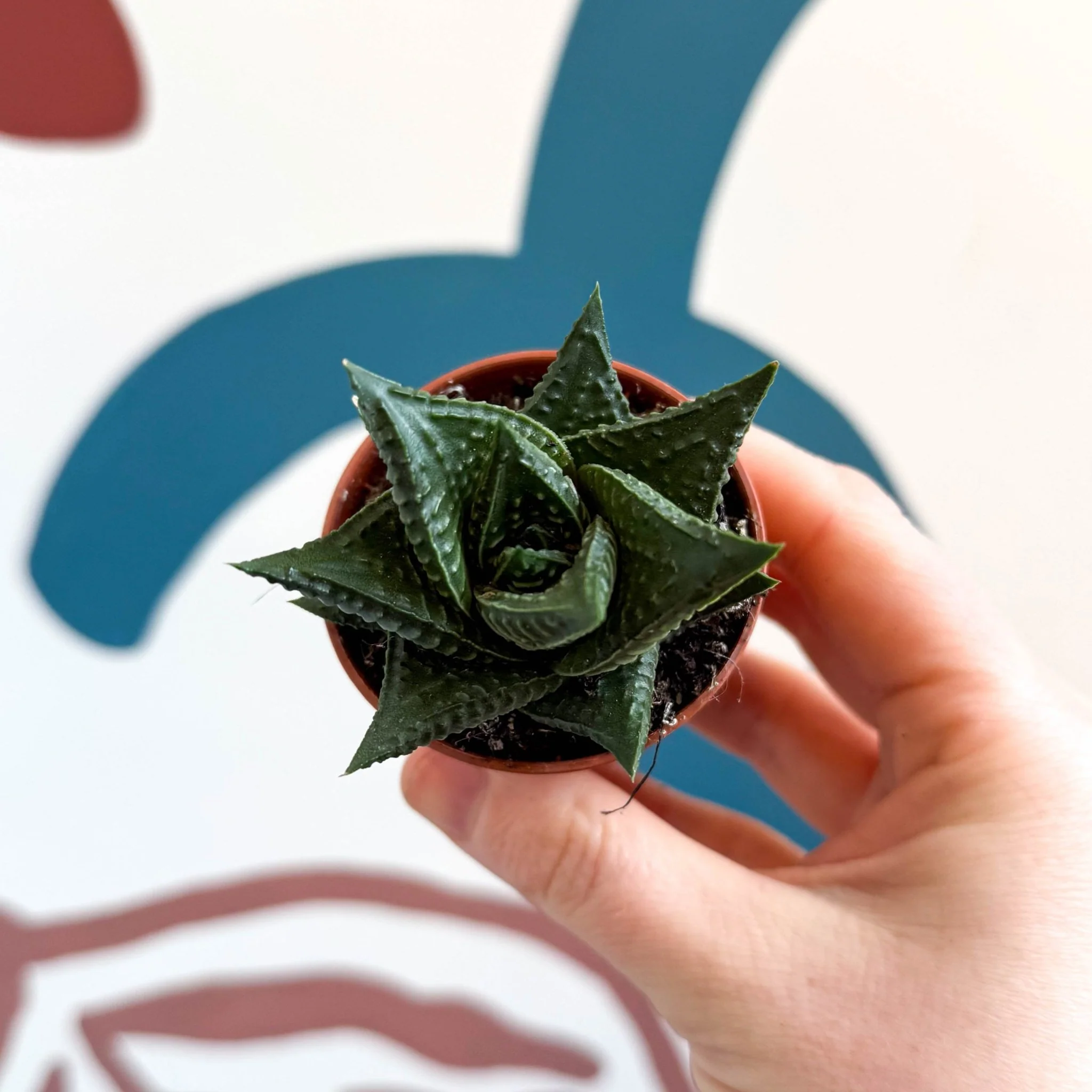 Haworthia limifolia – Fairy Washboard