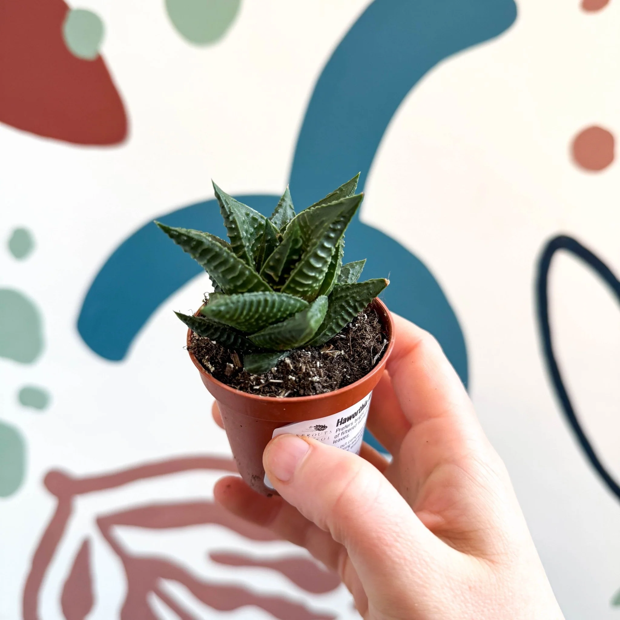 Haworthia limifolia – Fairy Washboard - Image 2