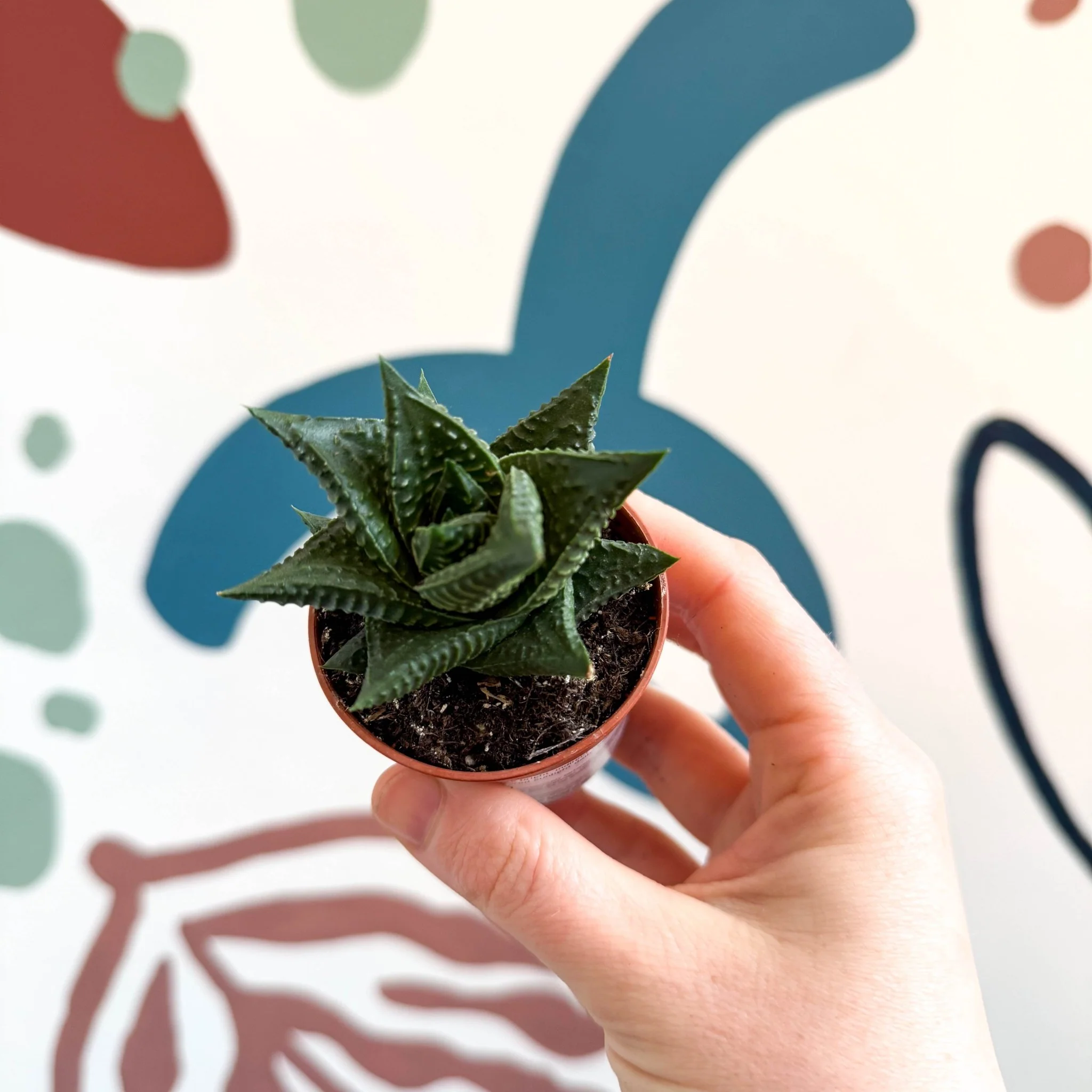 Haworthia limifolia – Fairy Washboard - Image 3