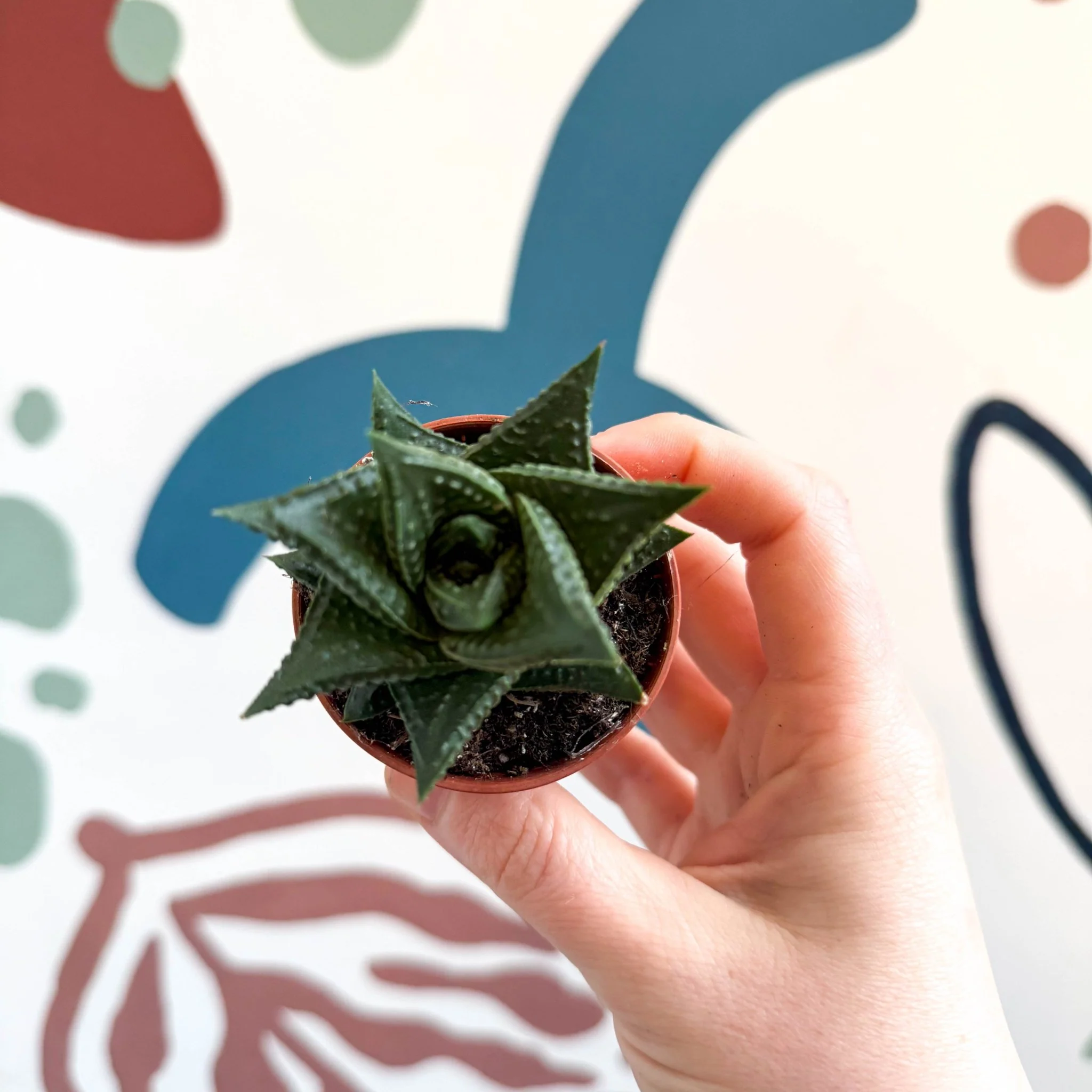Haworthia limifolia – Fairy Washboard - Image 4