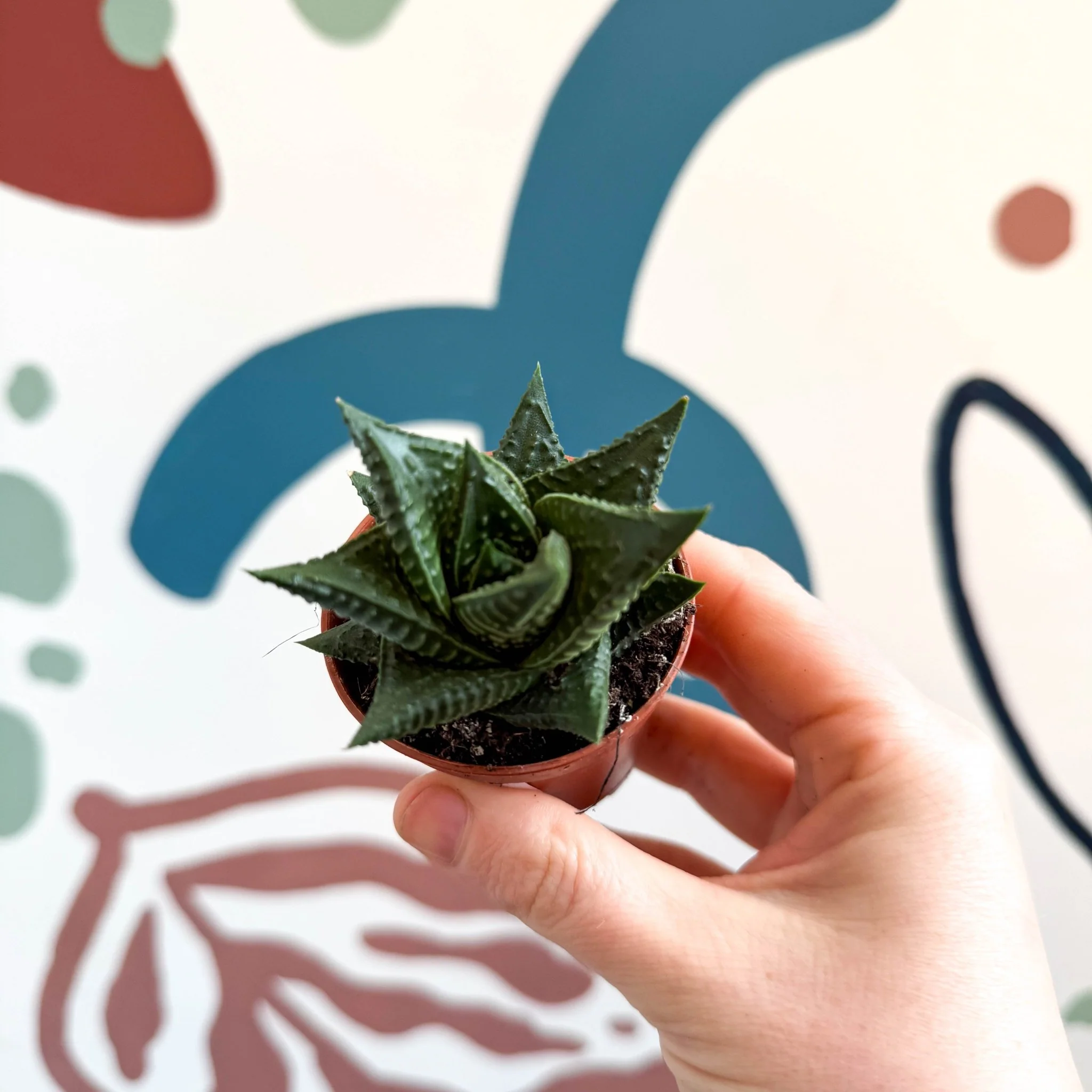 Haworthia limifolia – Fairy Washboard - Image 5