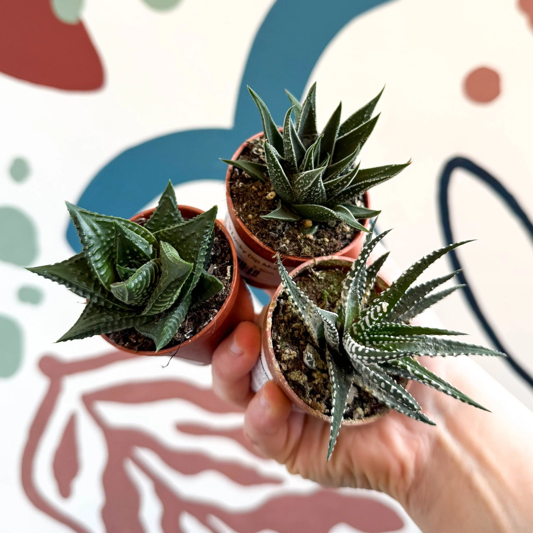 Haworthia Lucky Dip Mix