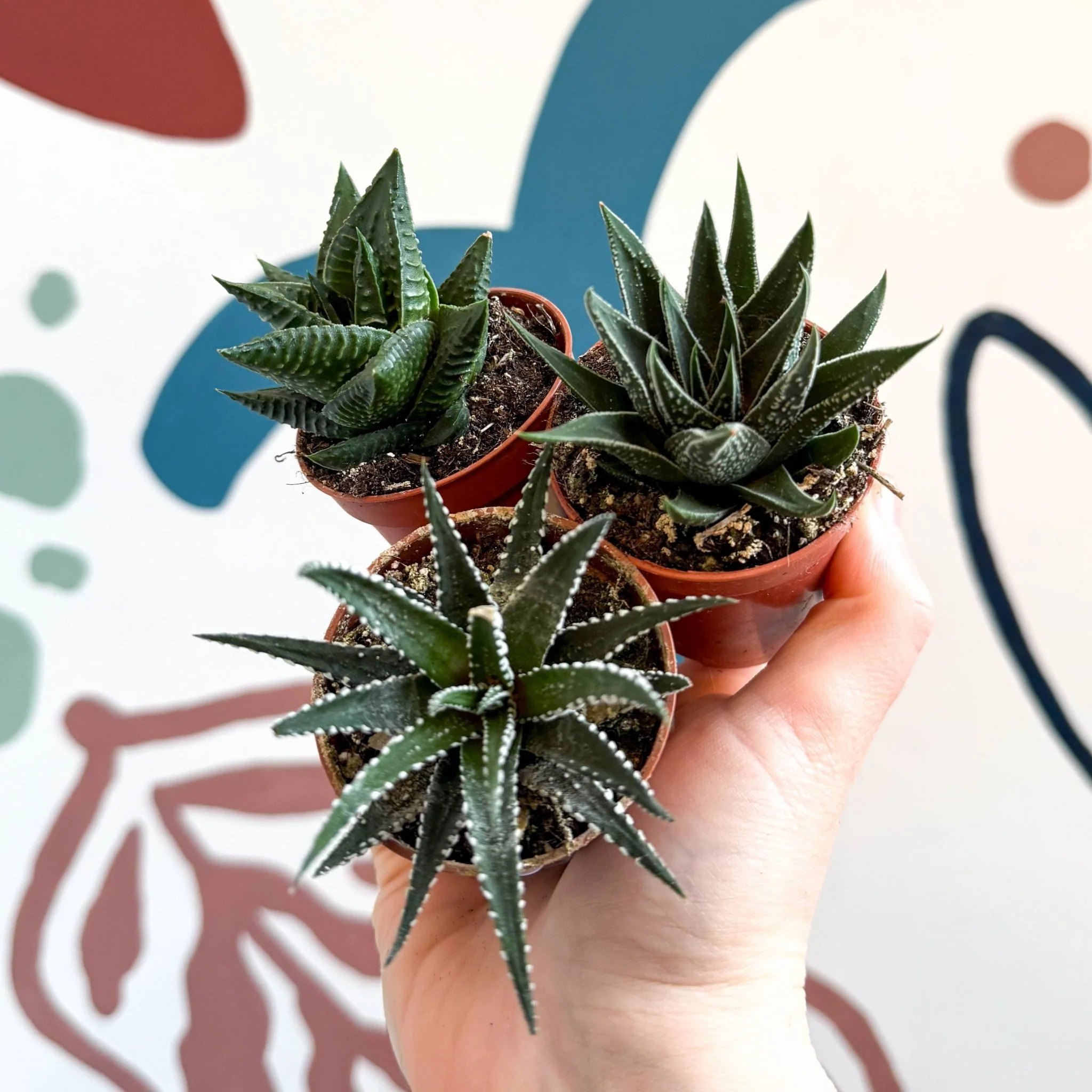 Haworthia Lucky Dip Mix - Image 2