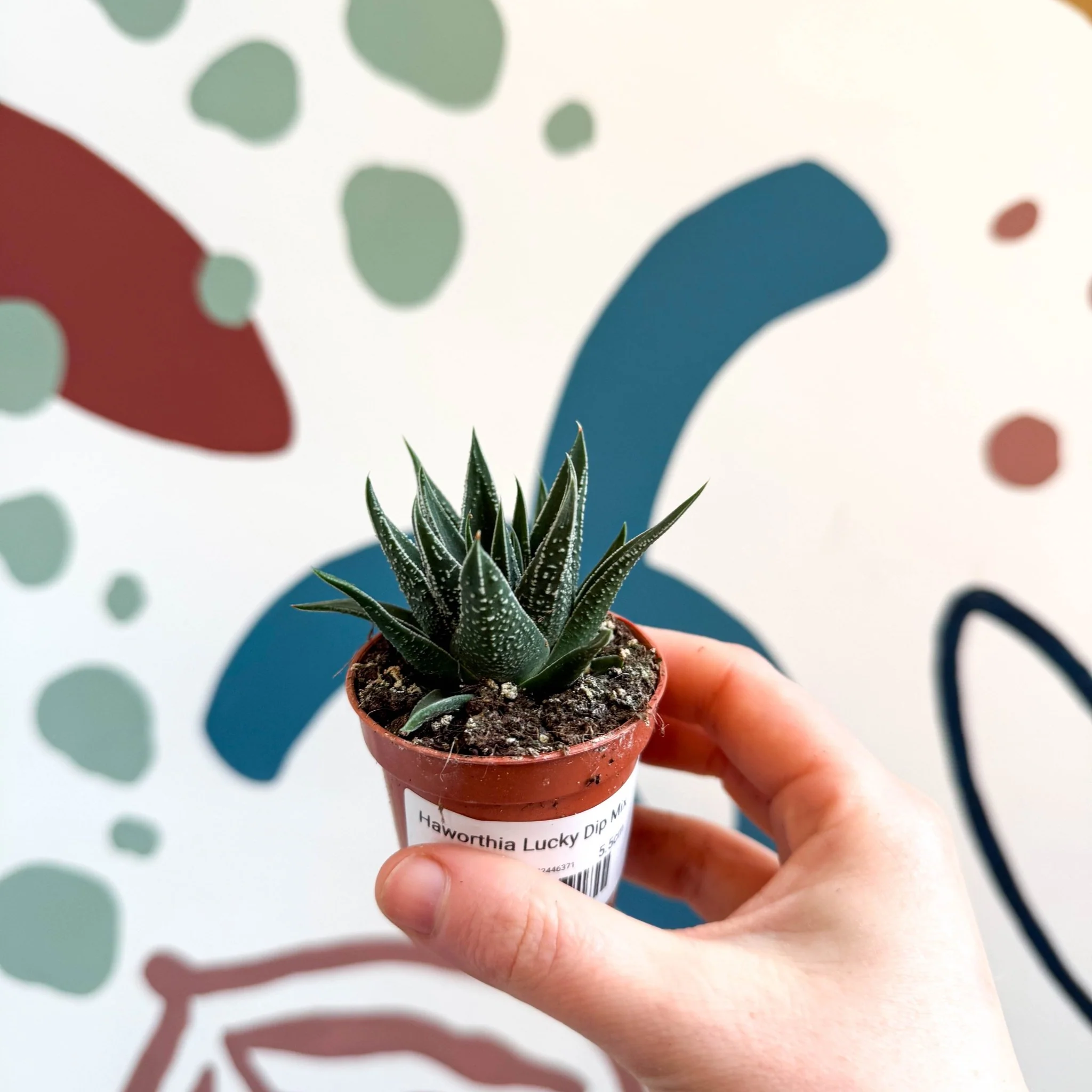 Haworthia Lucky Dip Mix - Image 3