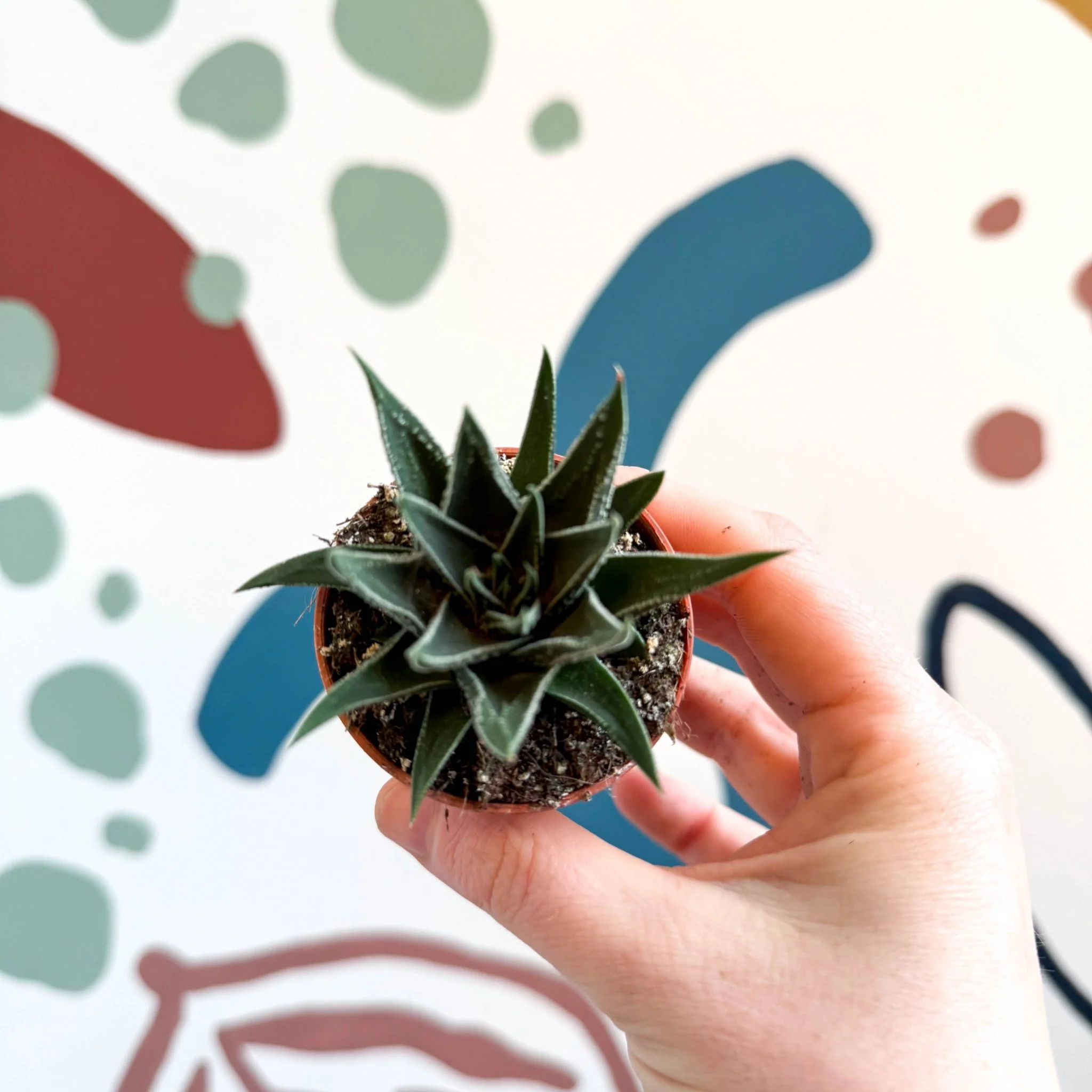 Haworthia Lucky Dip Mix - Image 4