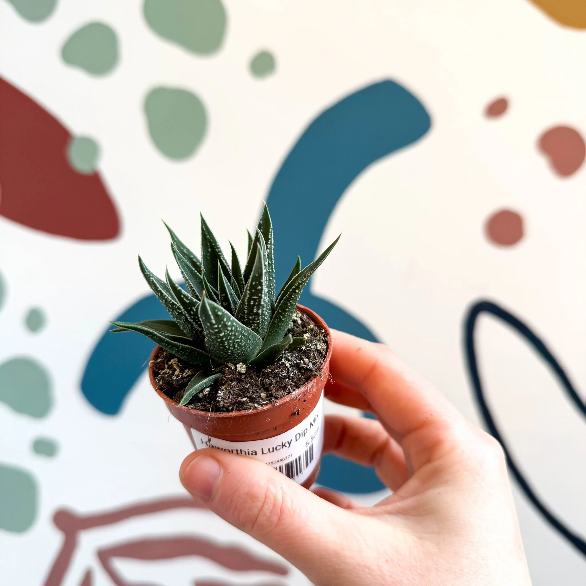 Haworthia Lucky Dip Mix - Image 5