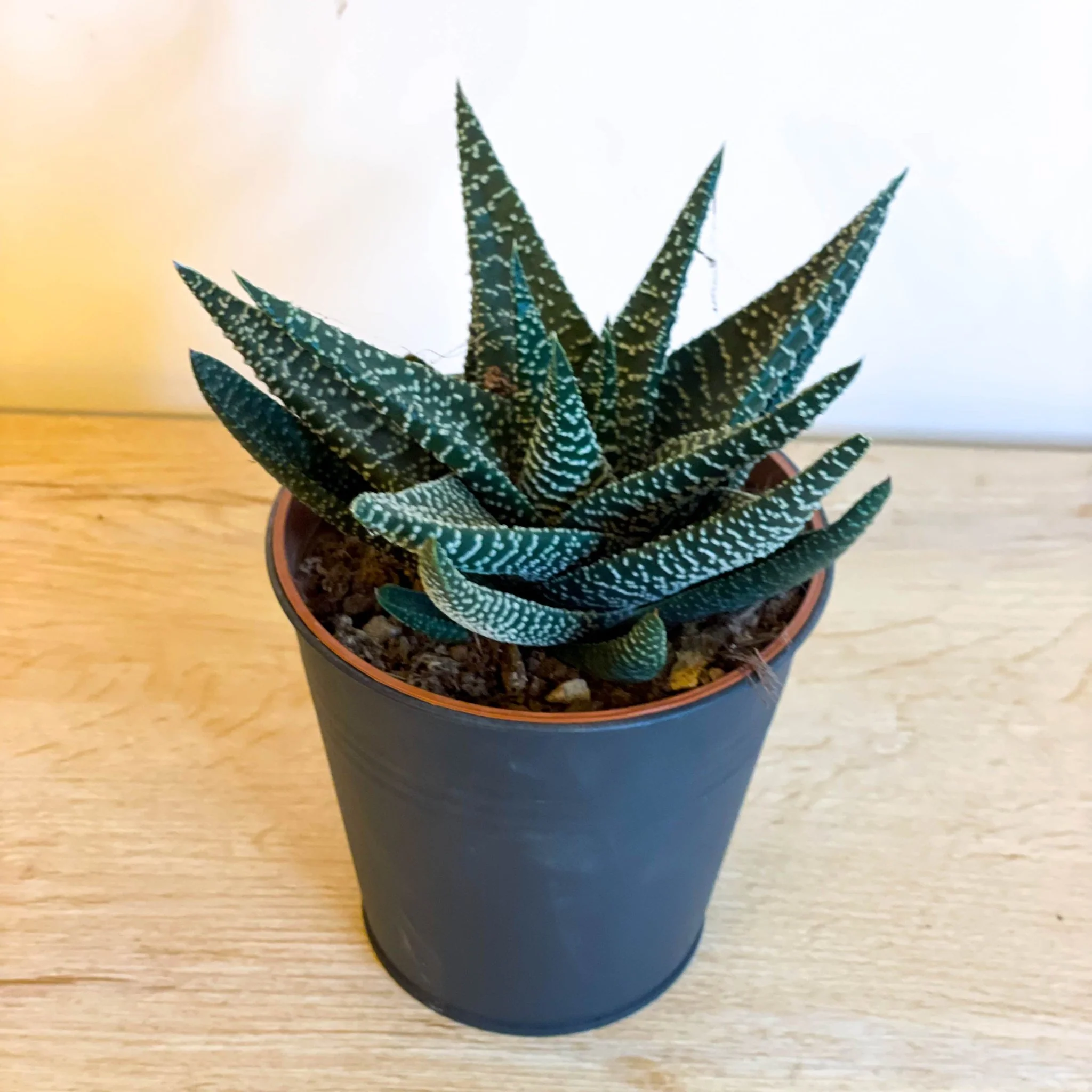 Haworthia 'Royal Albert'