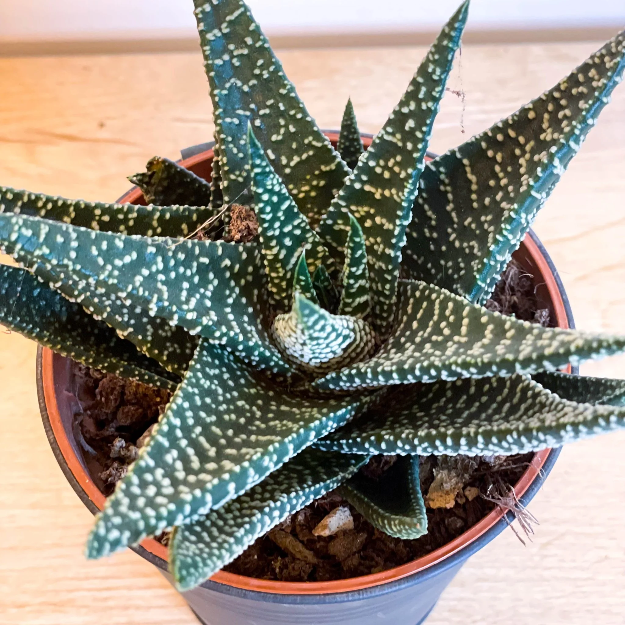 Haworthia 'Royal Albert' - Image 2