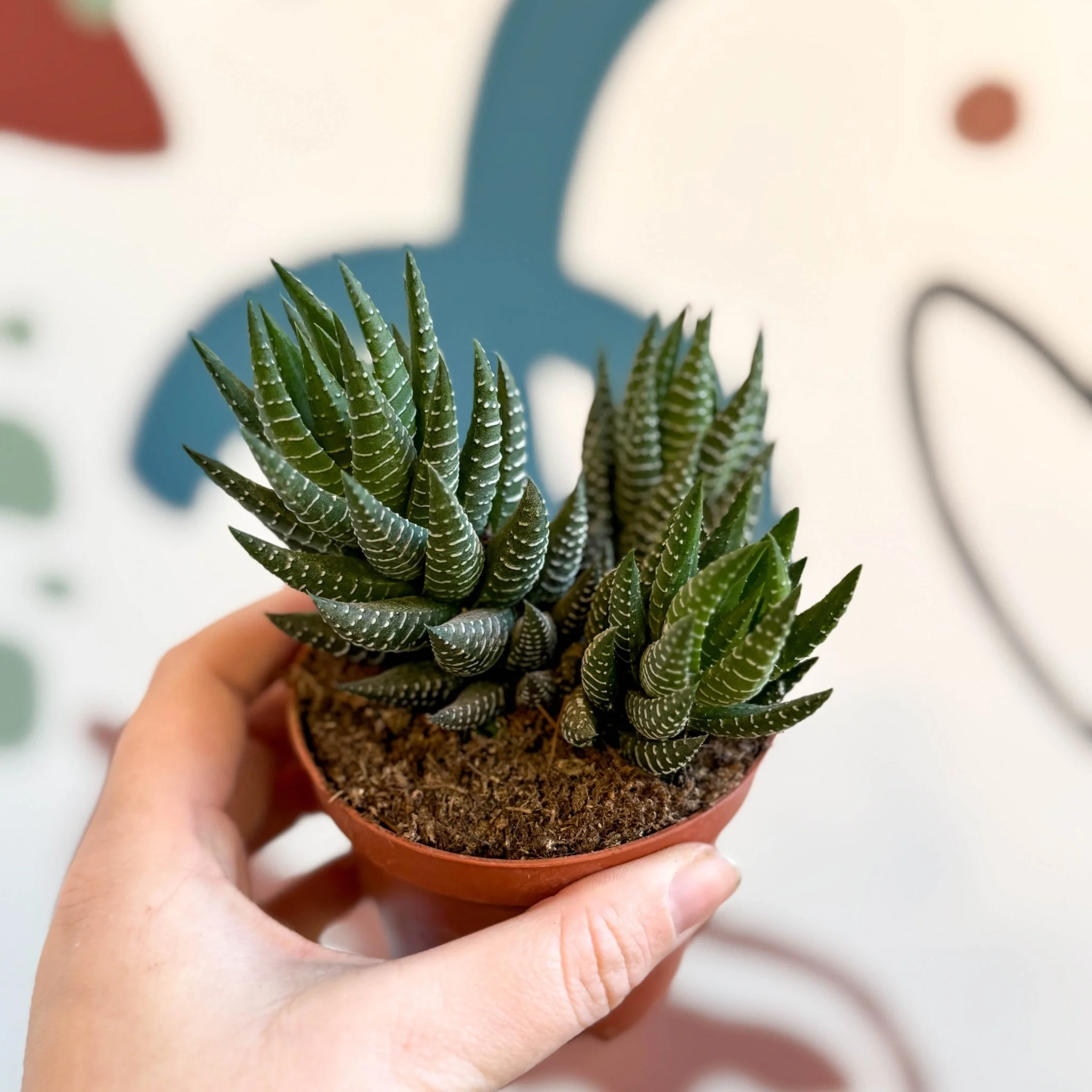 Haworthiopsis coarctata
