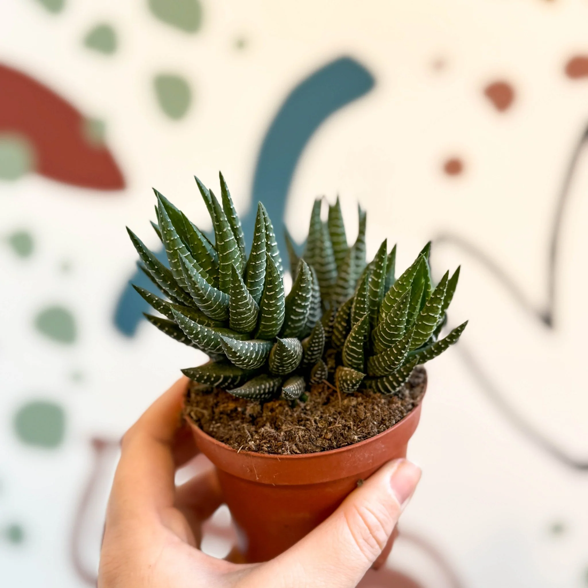 Haworthiopsis coarctata - Image 3