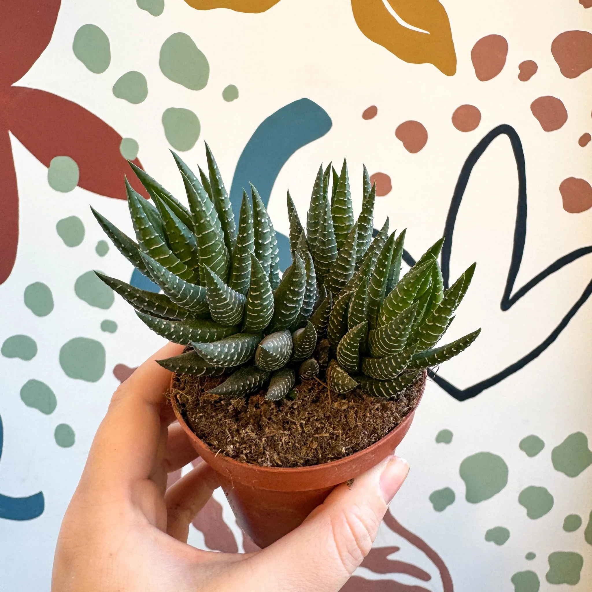 Haworthiopsis coarctata - Image 4