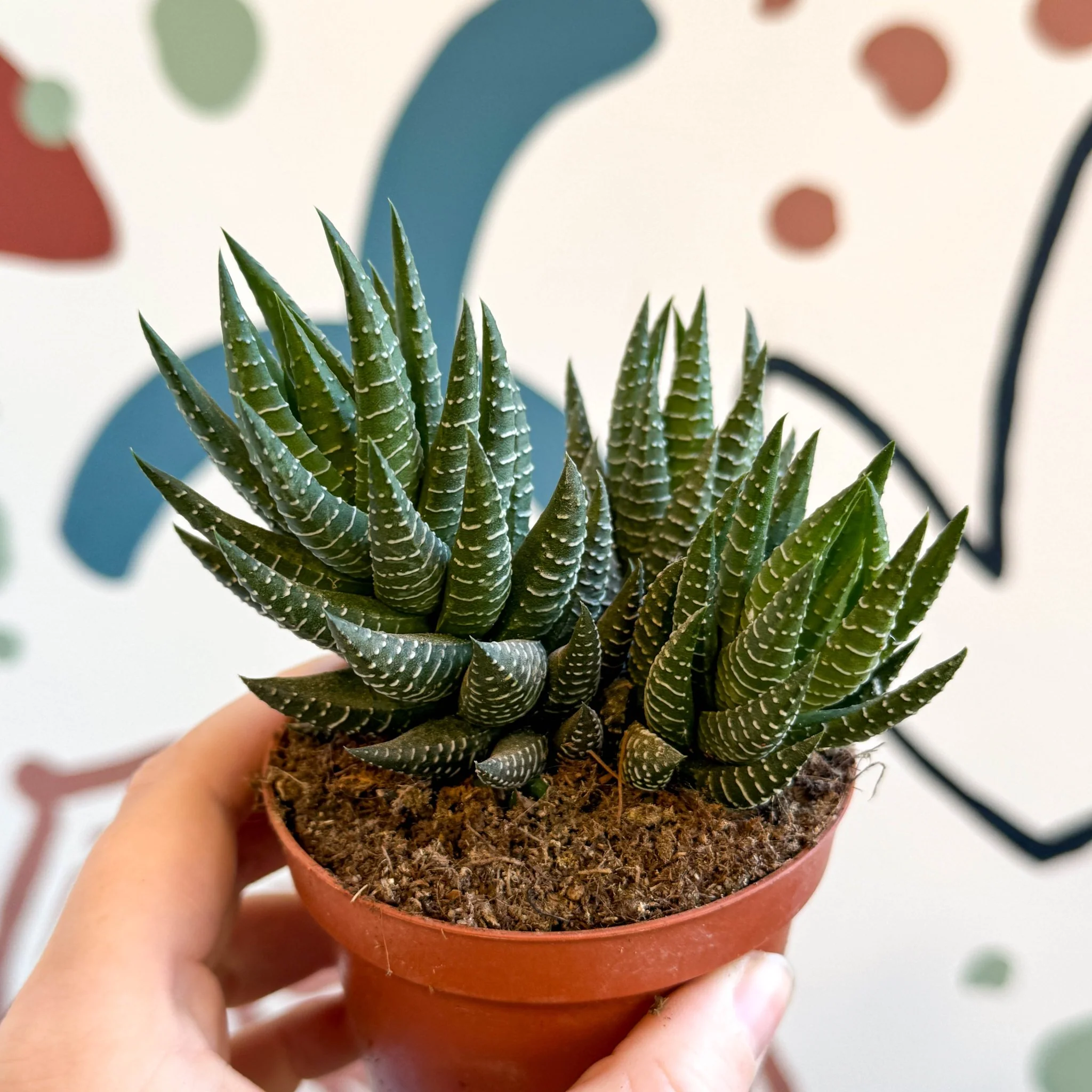 Haworthiopsis coarctata - Image 5