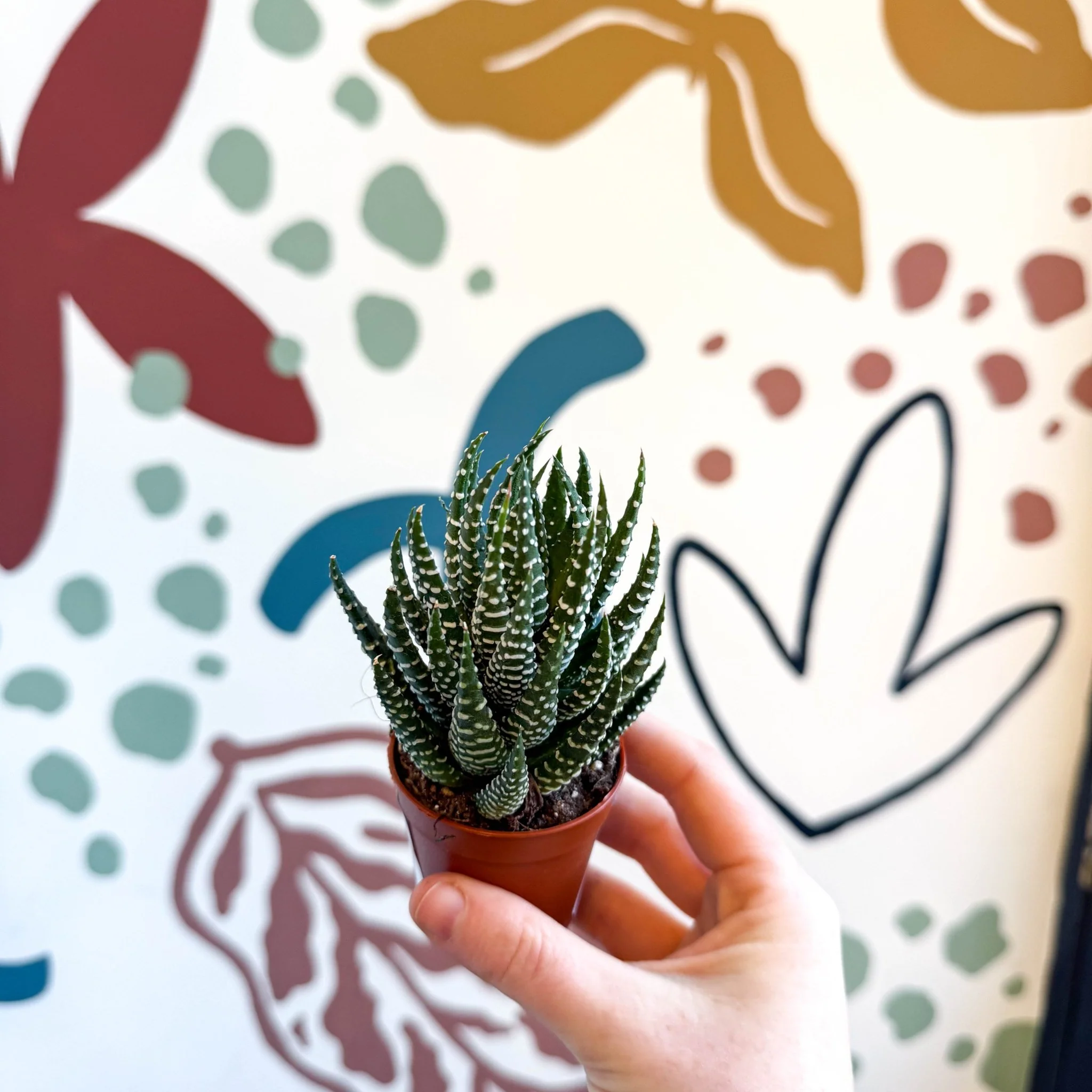 Haworthiopsis fasciata – Zebra Haworthia - Image 2