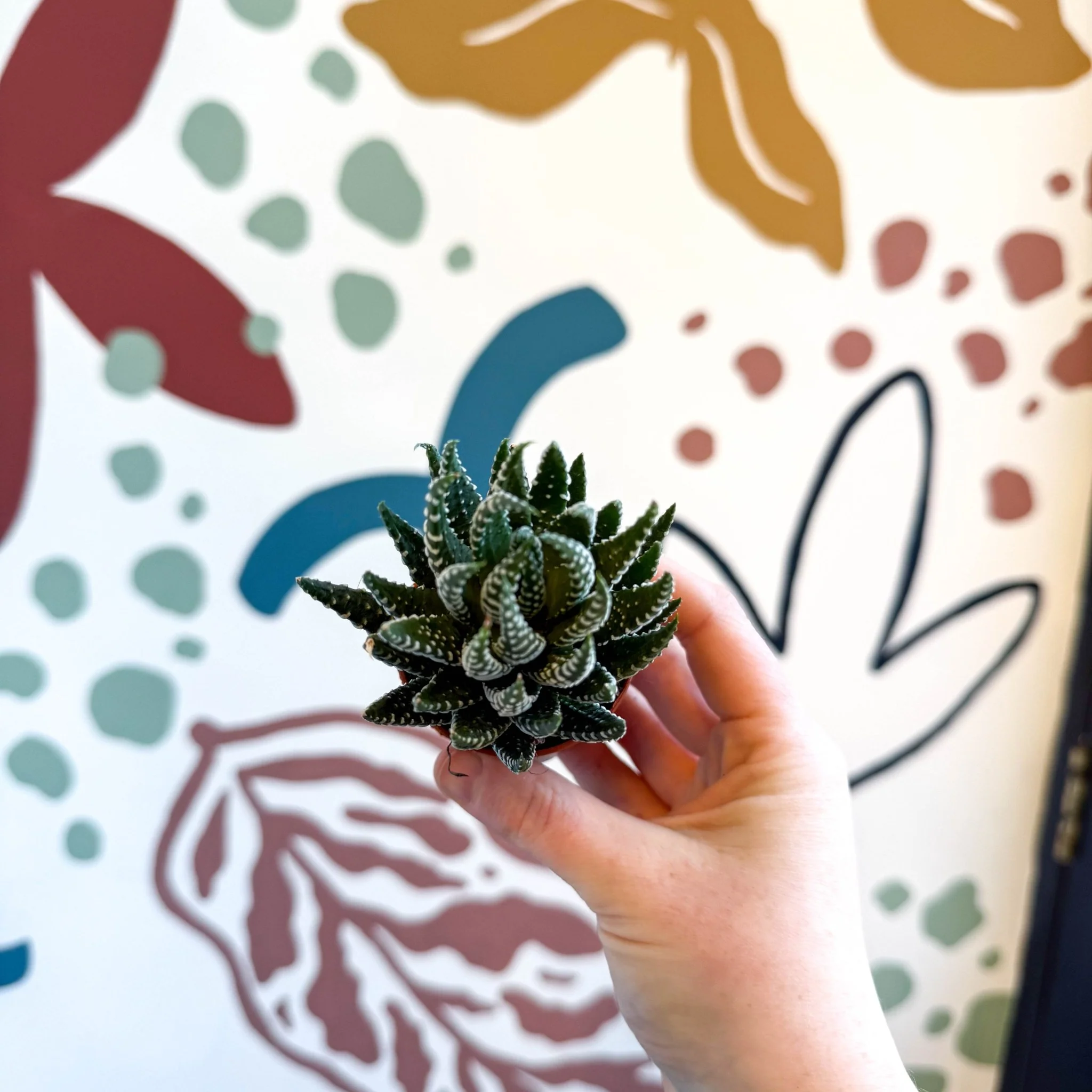 Haworthiopsis fasciata – Zebra Haworthia - Image 3