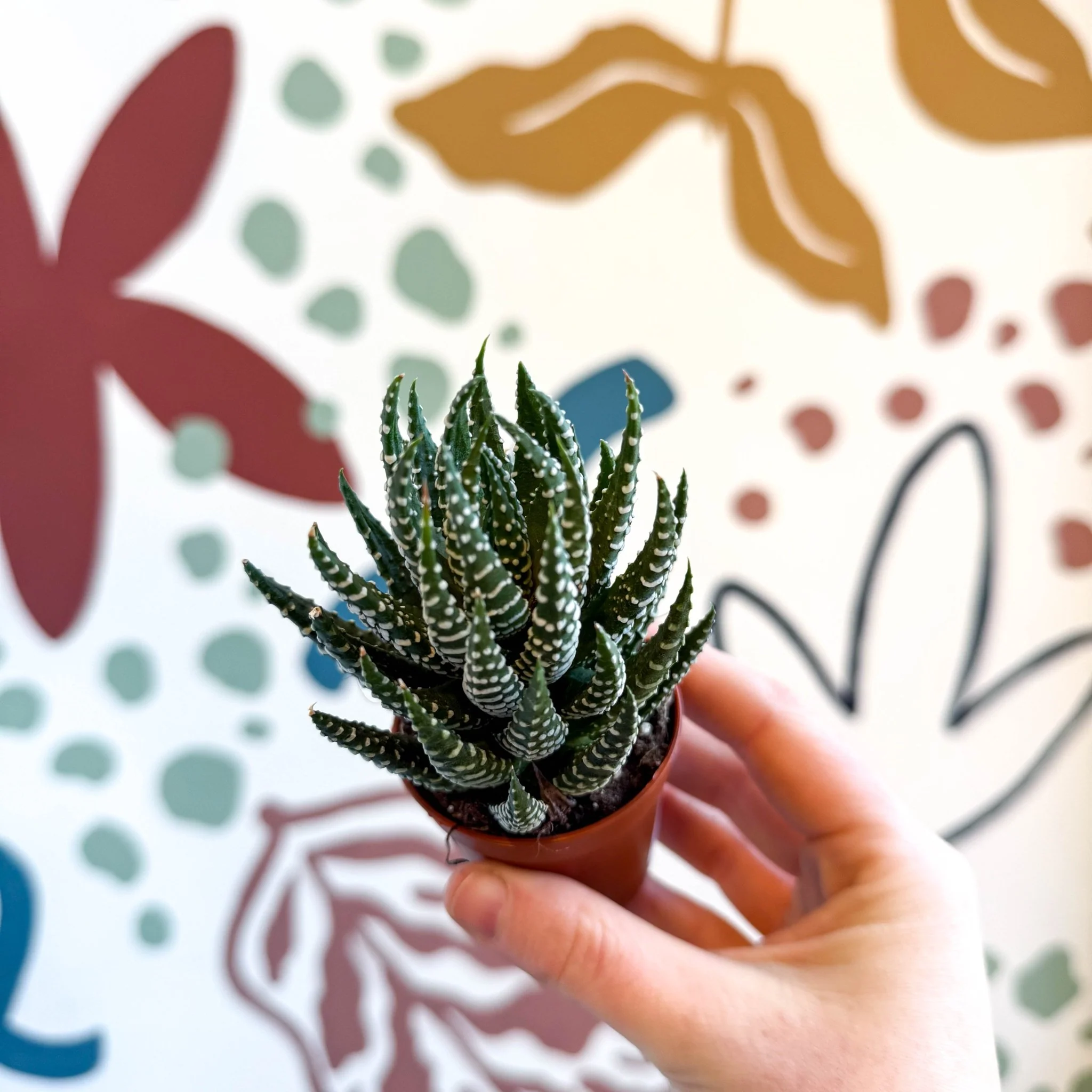Haworthiopsis fasciata – Zebra Haworthia - Image 4