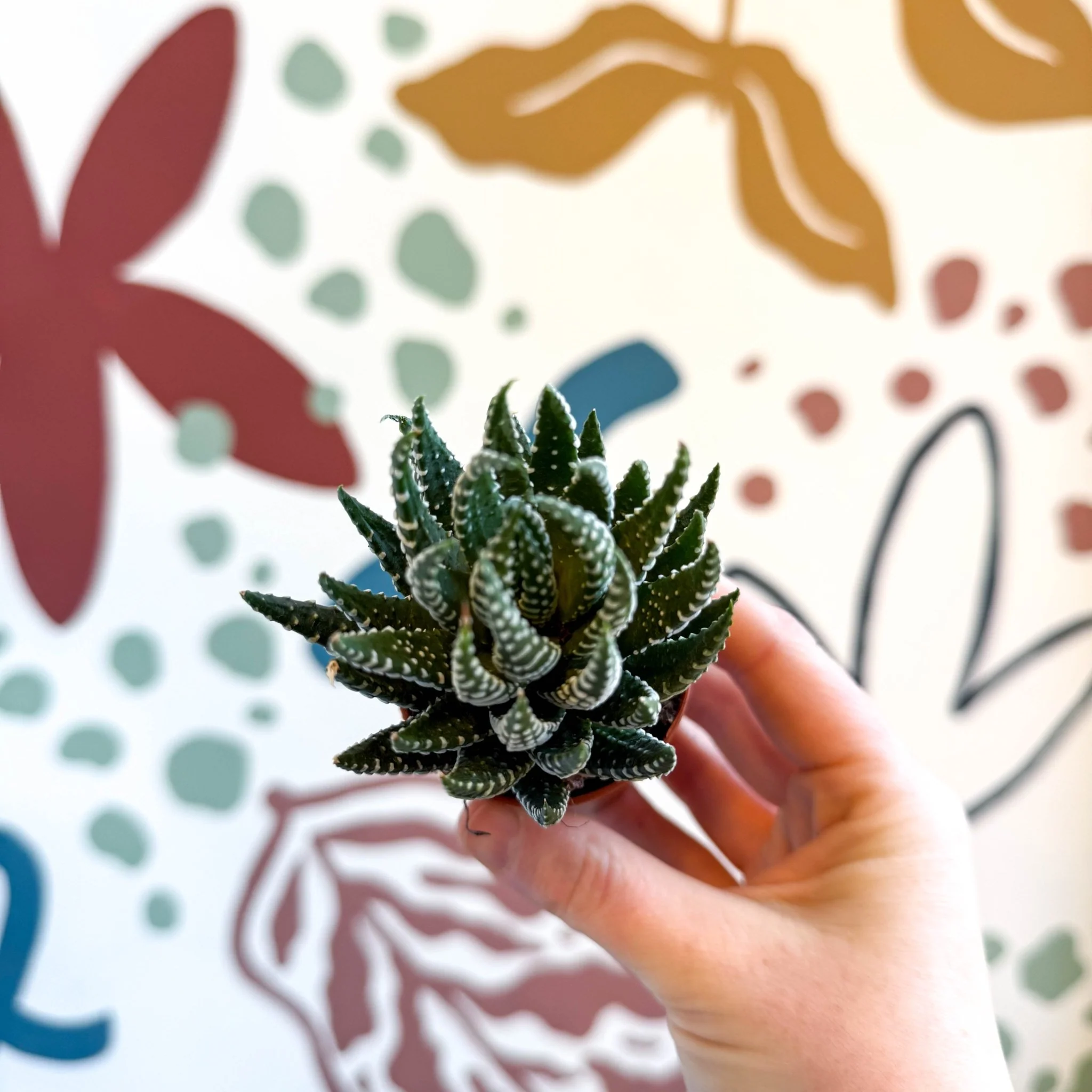 Haworthiopsis fasciata – Zebra Haworthia - Image 5