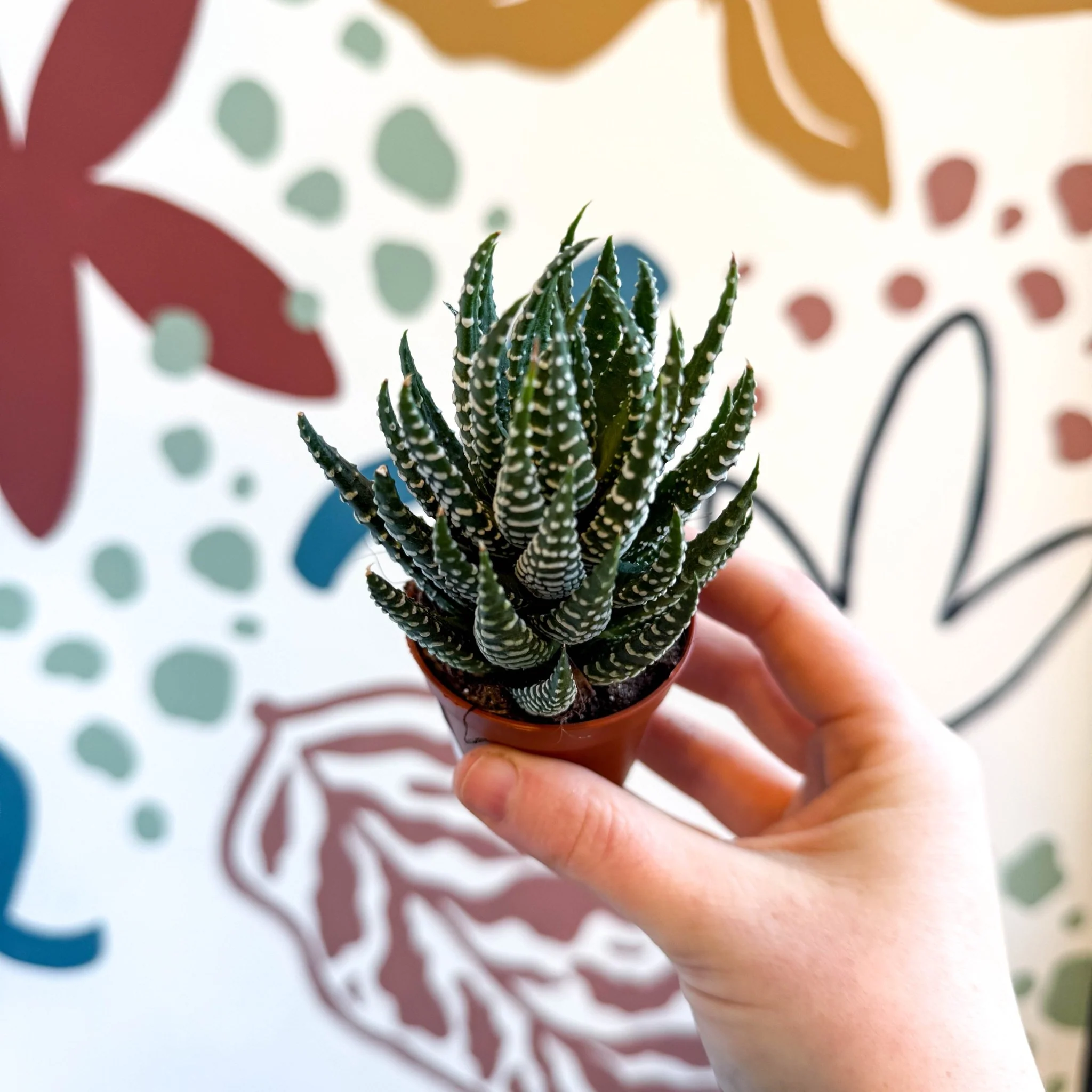Haworthiopsis fasciata – Zebra Haworthia - Image 6