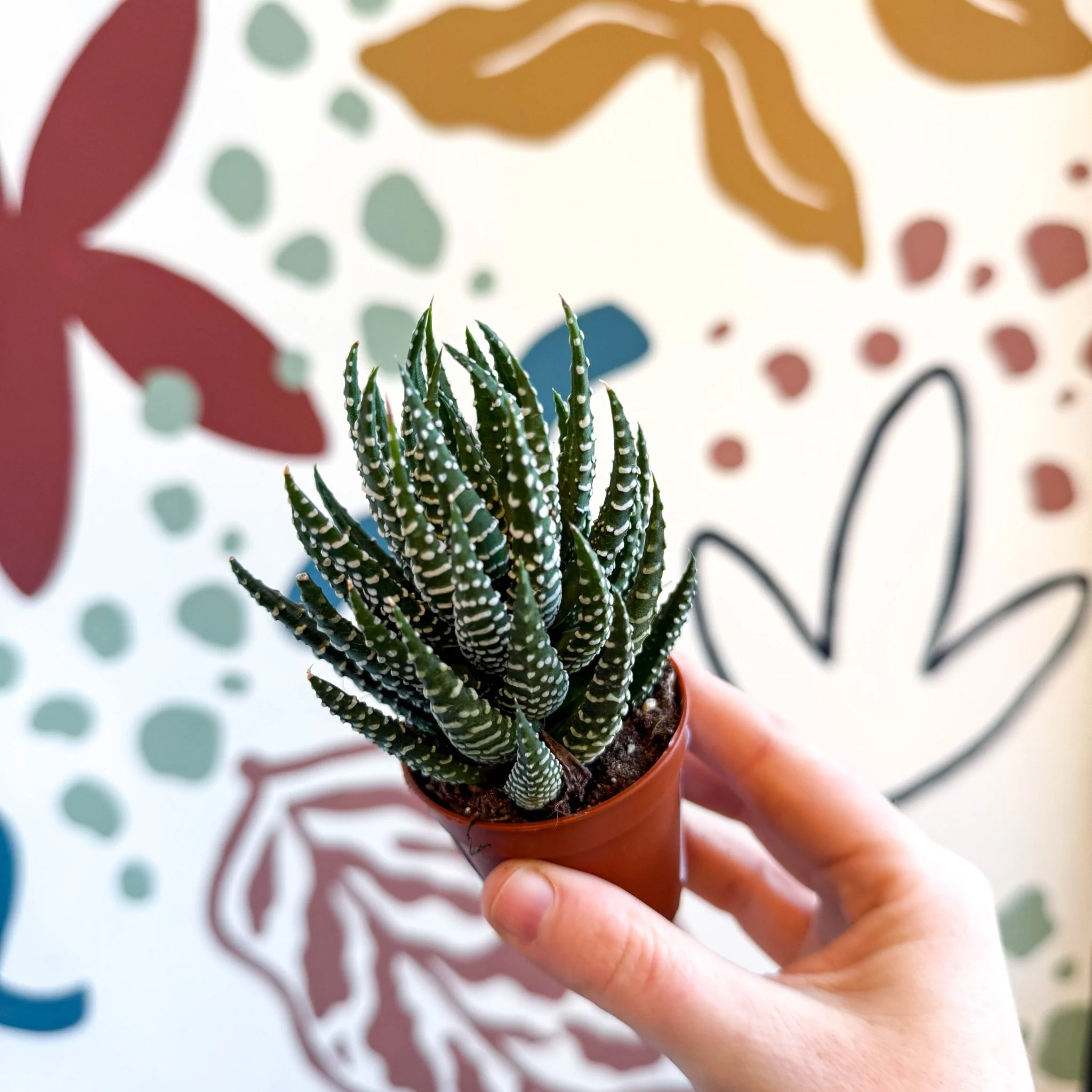 Haworthiopsis fasciata – Zebra Haworthia - Image 7