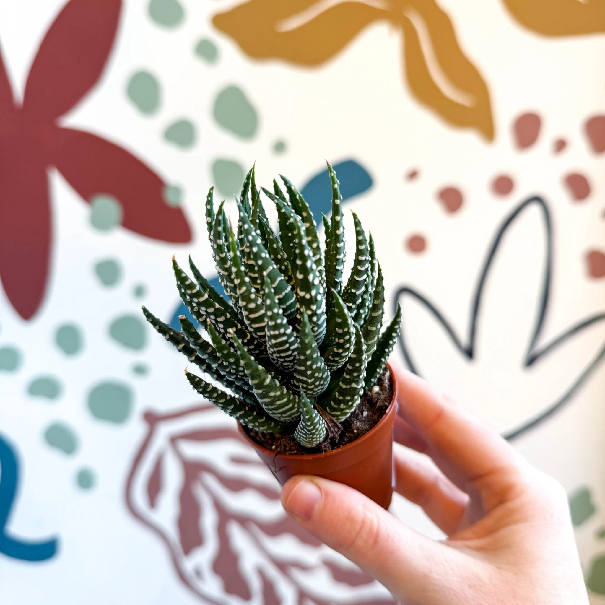 Haworthiopsis fasciata – Zebra Haworthia - Image 8