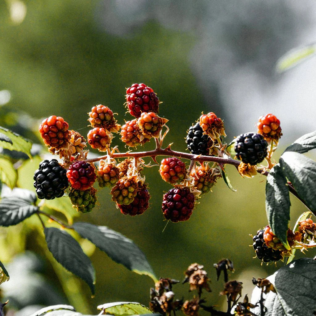Hawthorn & Berries Scented Tin Candle - Image 4