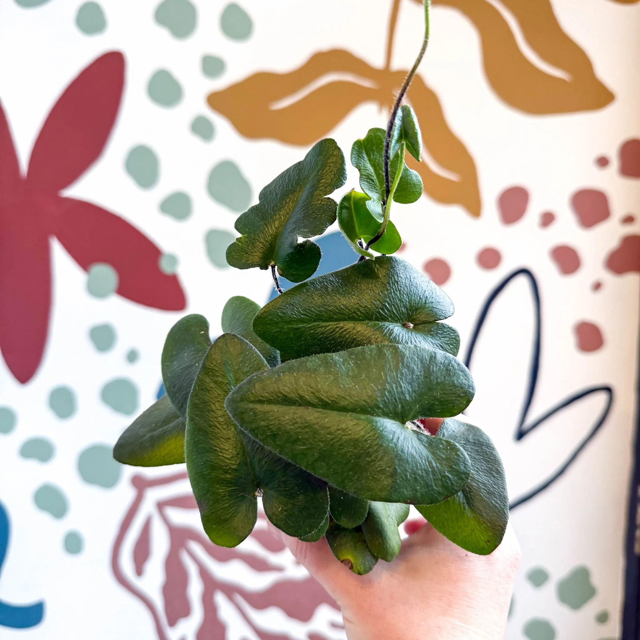 Hemionitis arifolia - Heart Fern - Image 10