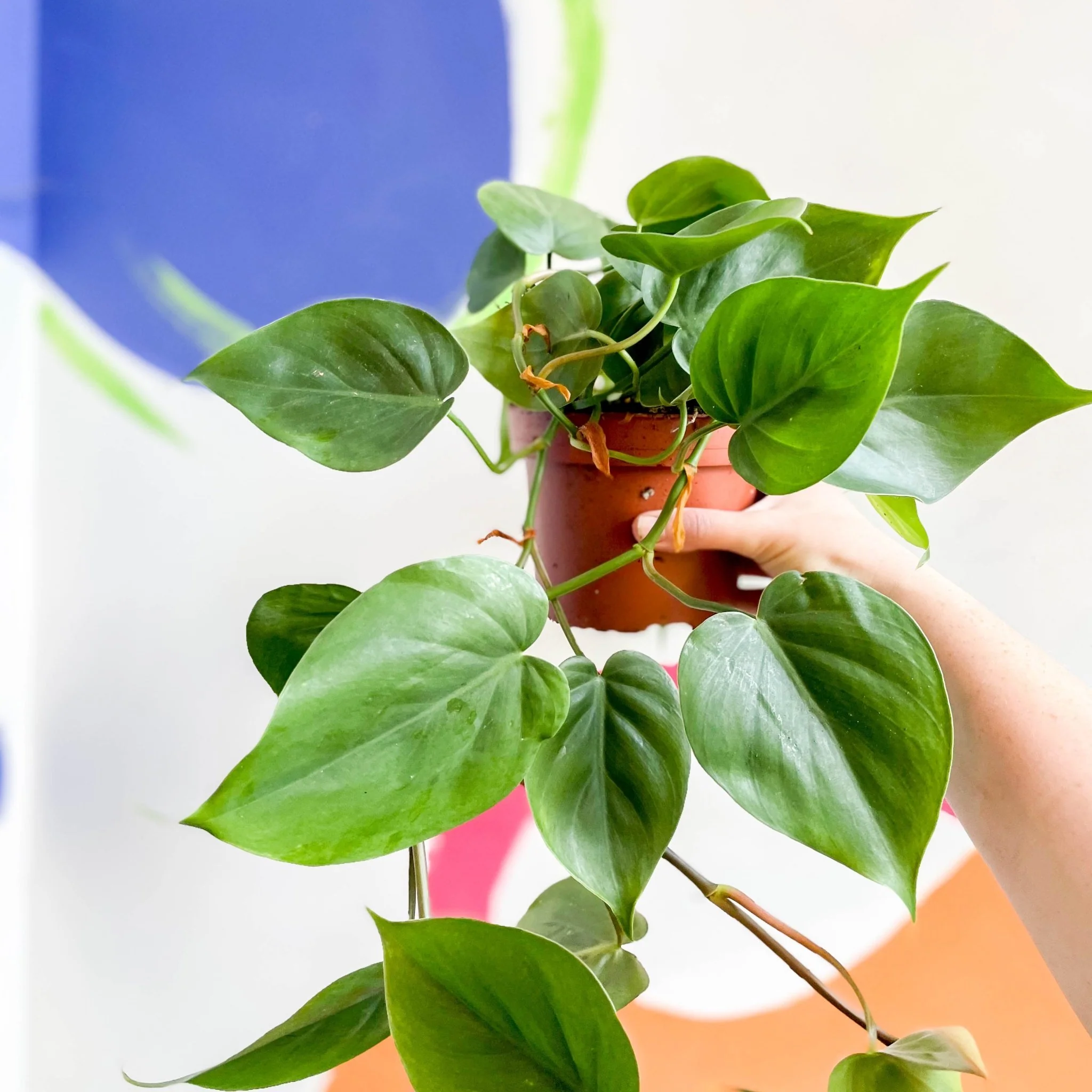 Philodendron scandens - Heartleaf Philodendron - Image 10