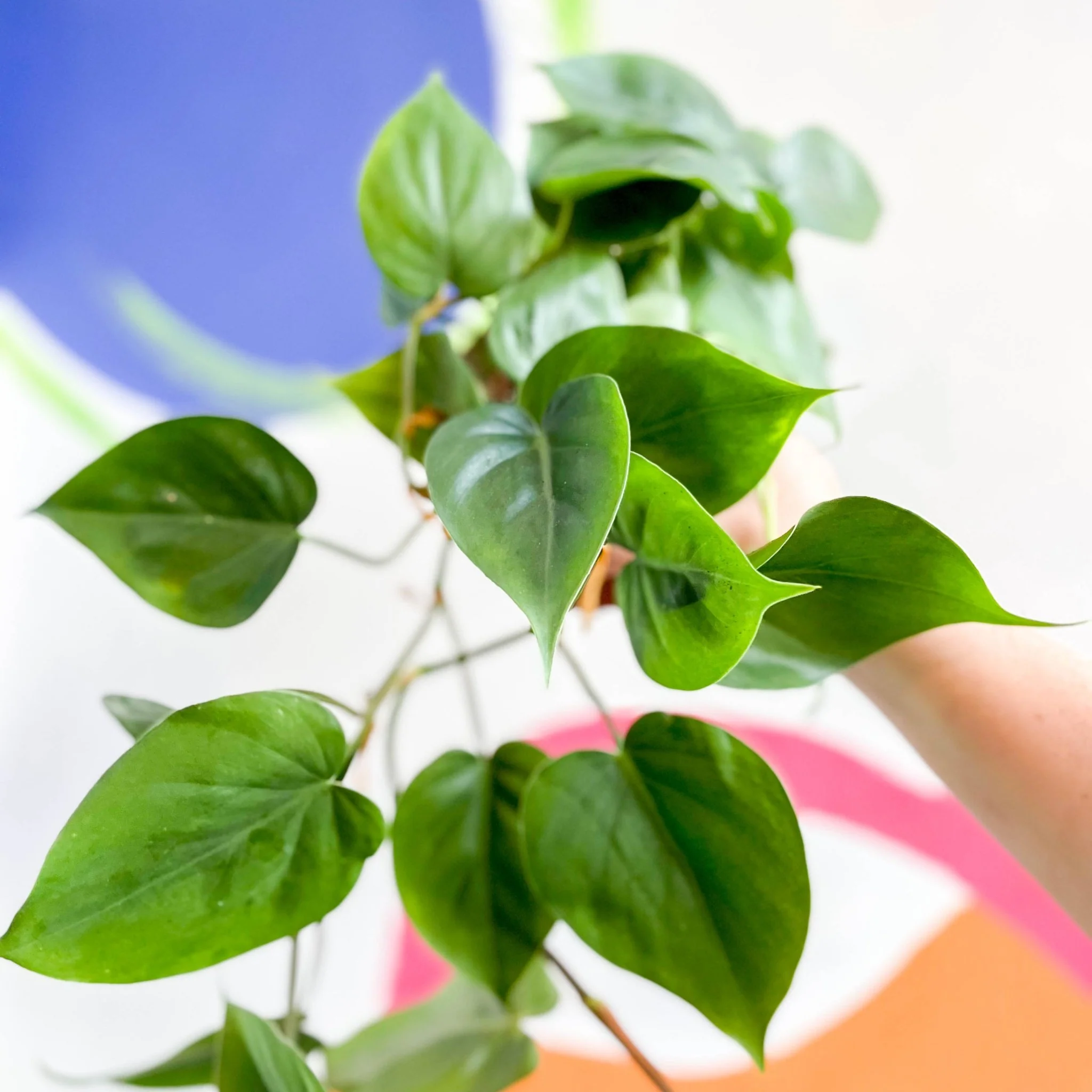 Philodendron scandens - Heartleaf Philodendron - Image 11