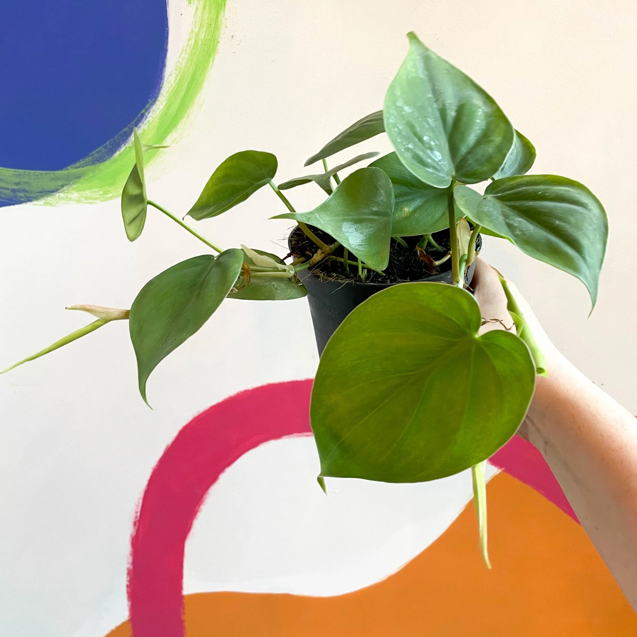Philodendron scandens - Heartleaf Philodendron - Image 3