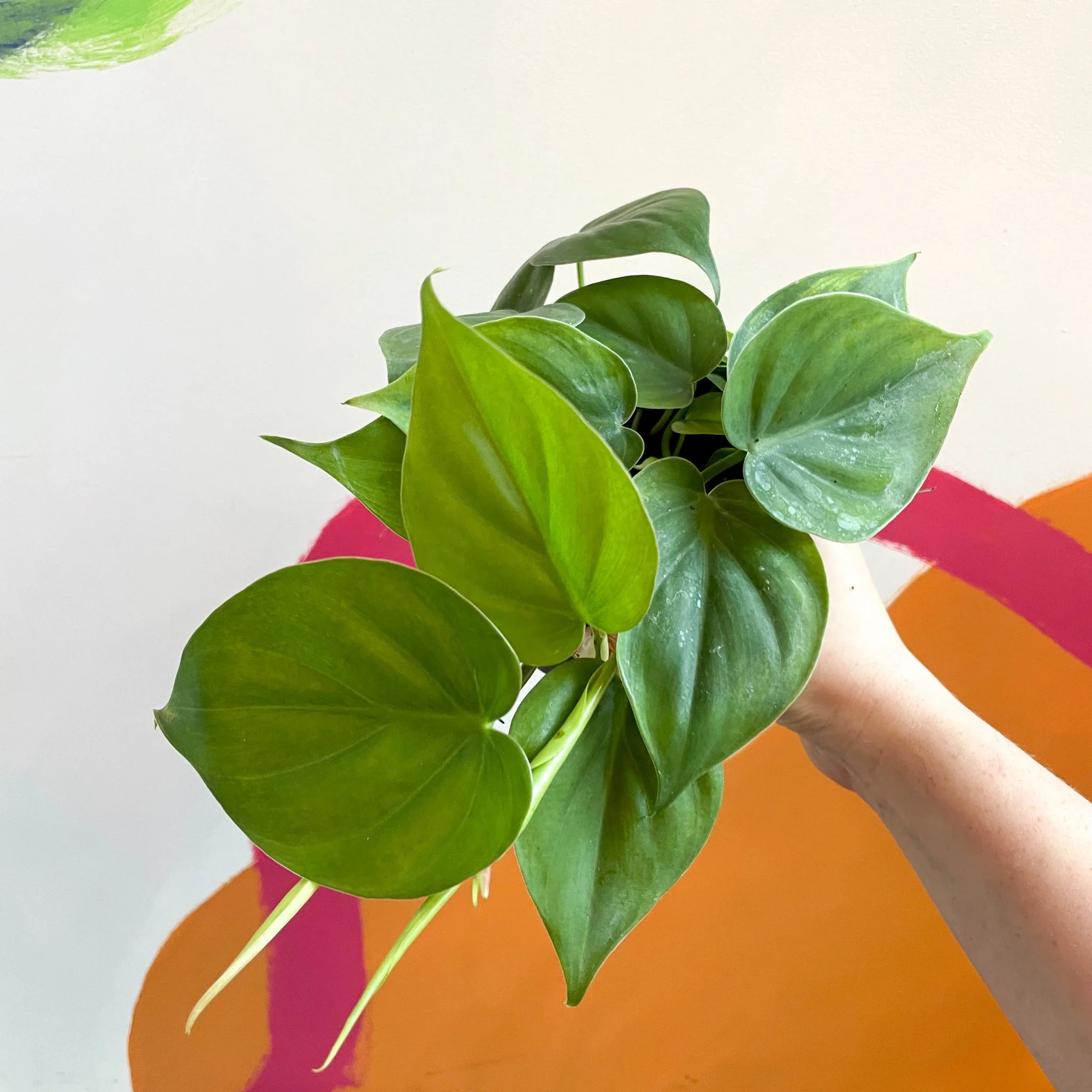 Philodendron scandens - Heartleaf Philodendron - Image 4
