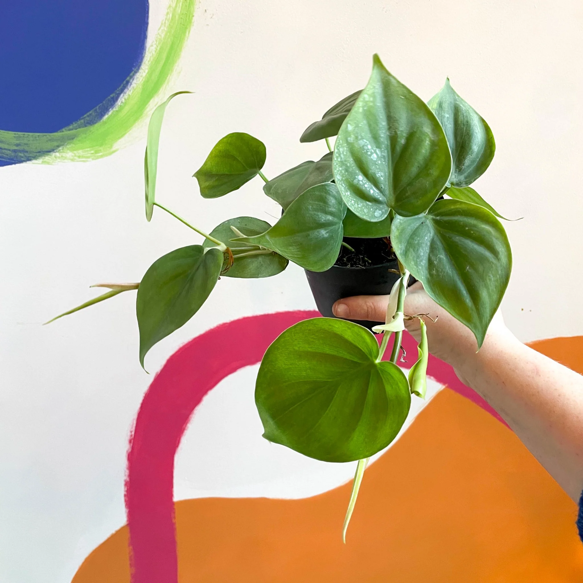 Philodendron scandens - Heartleaf Philodendron - Image 5