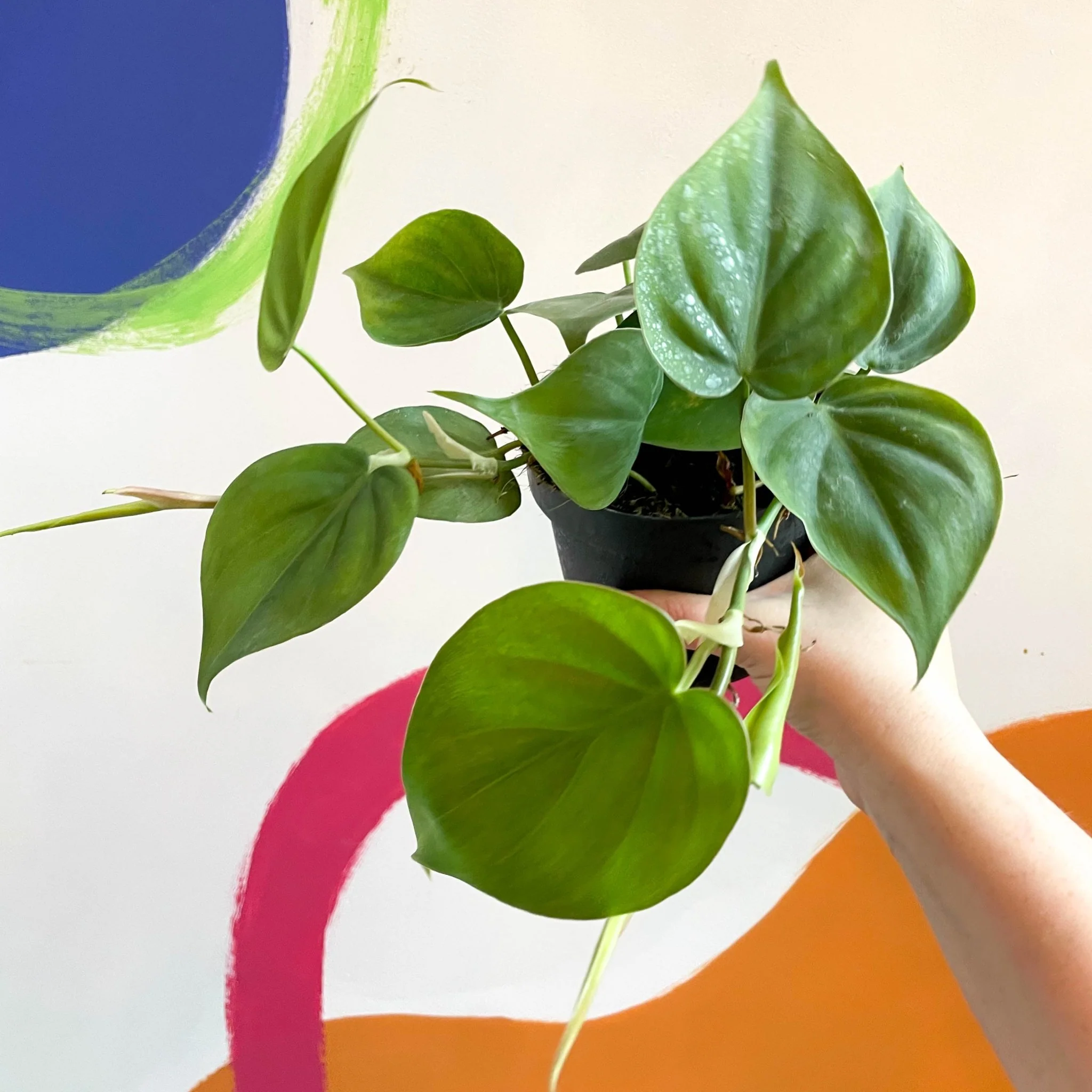 Philodendron scandens - Heartleaf Philodendron - Image 6