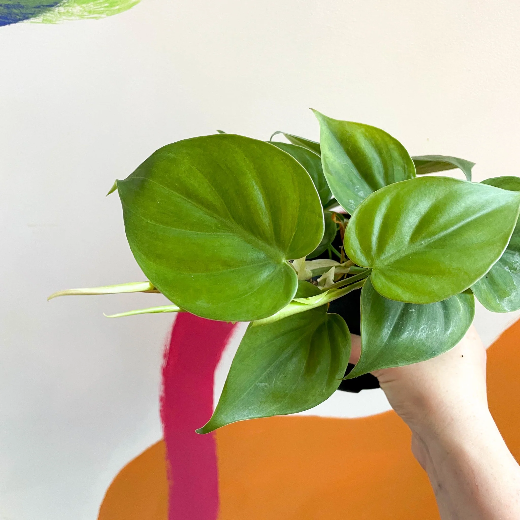 Philodendron scandens - Heartleaf Philodendron - Image 7