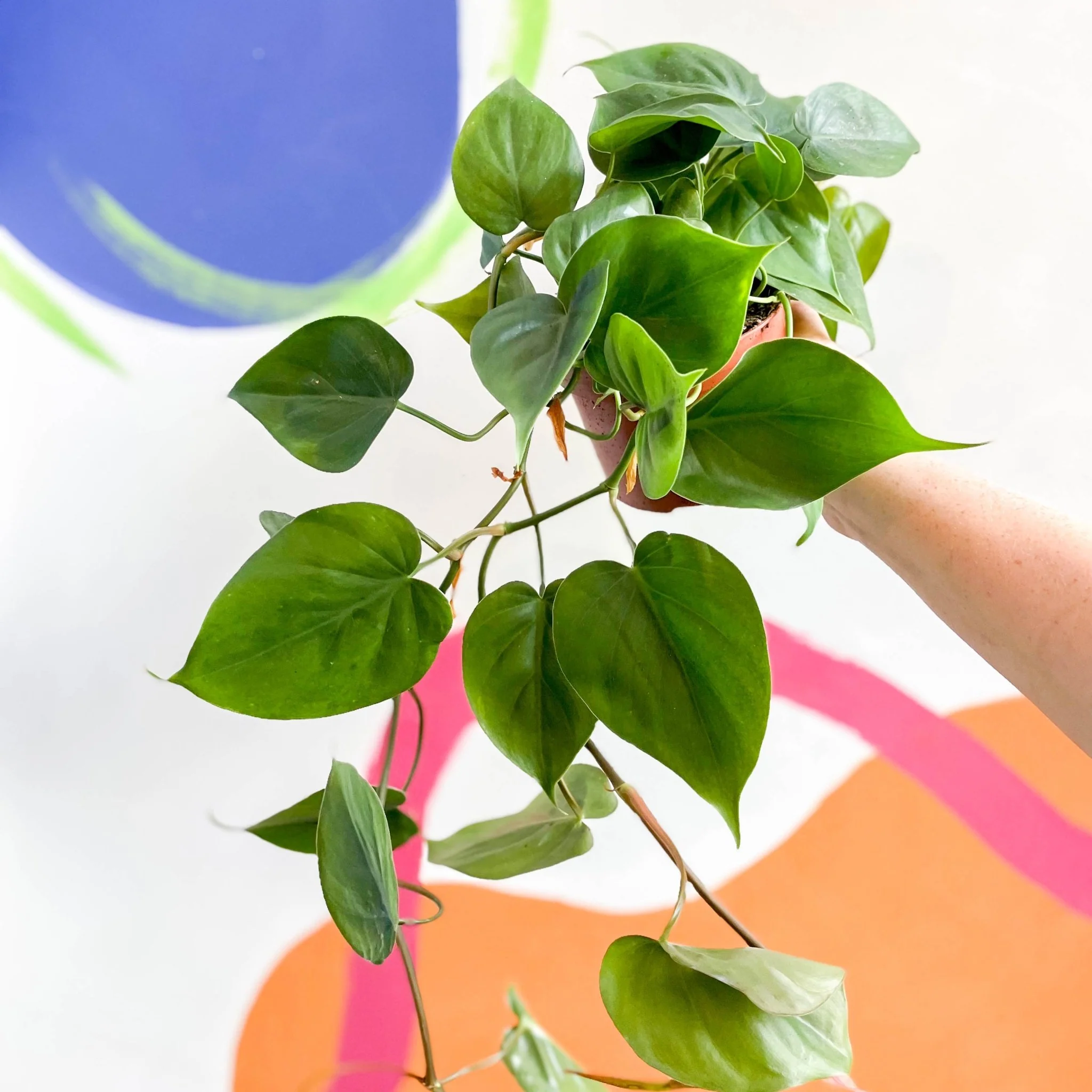 Philodendron scandens - Heartleaf Philodendron - Image 8