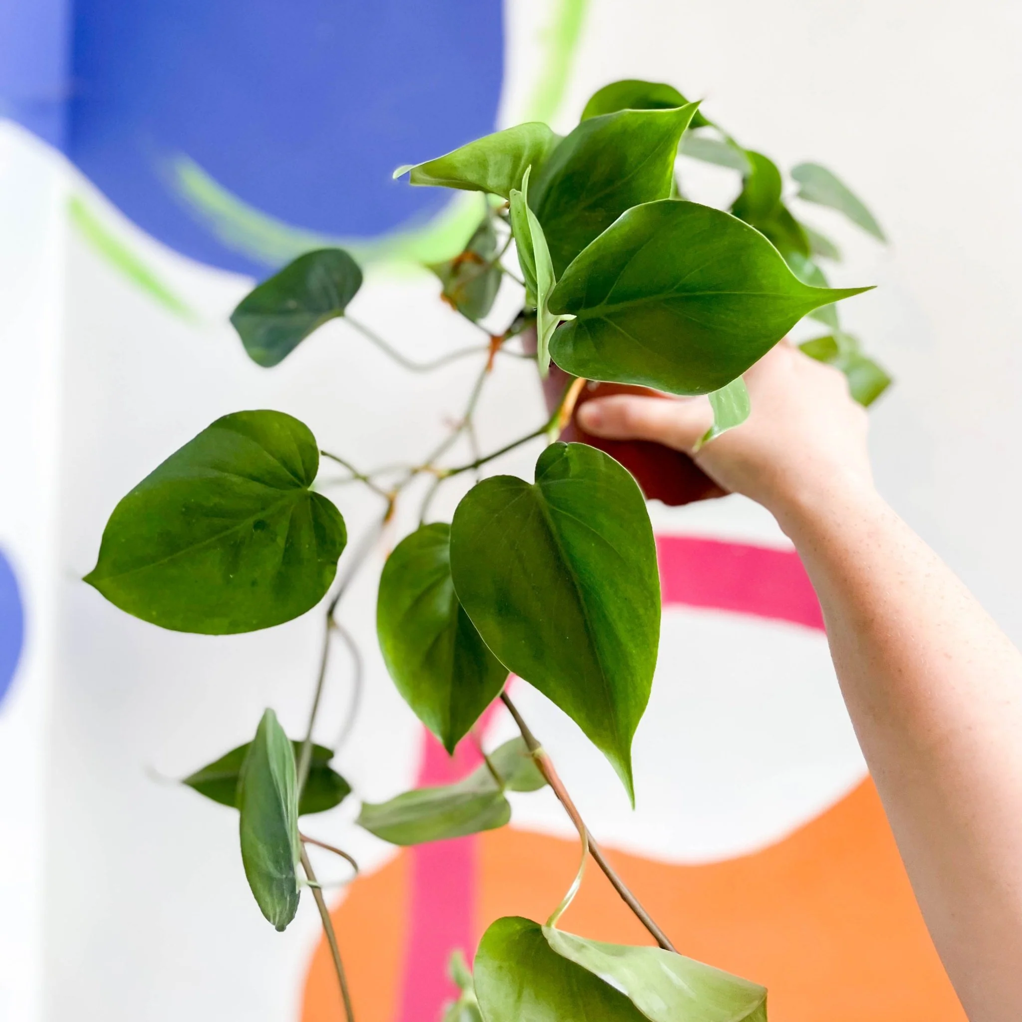Philodendron scandens - Heartleaf Philodendron - Image 9