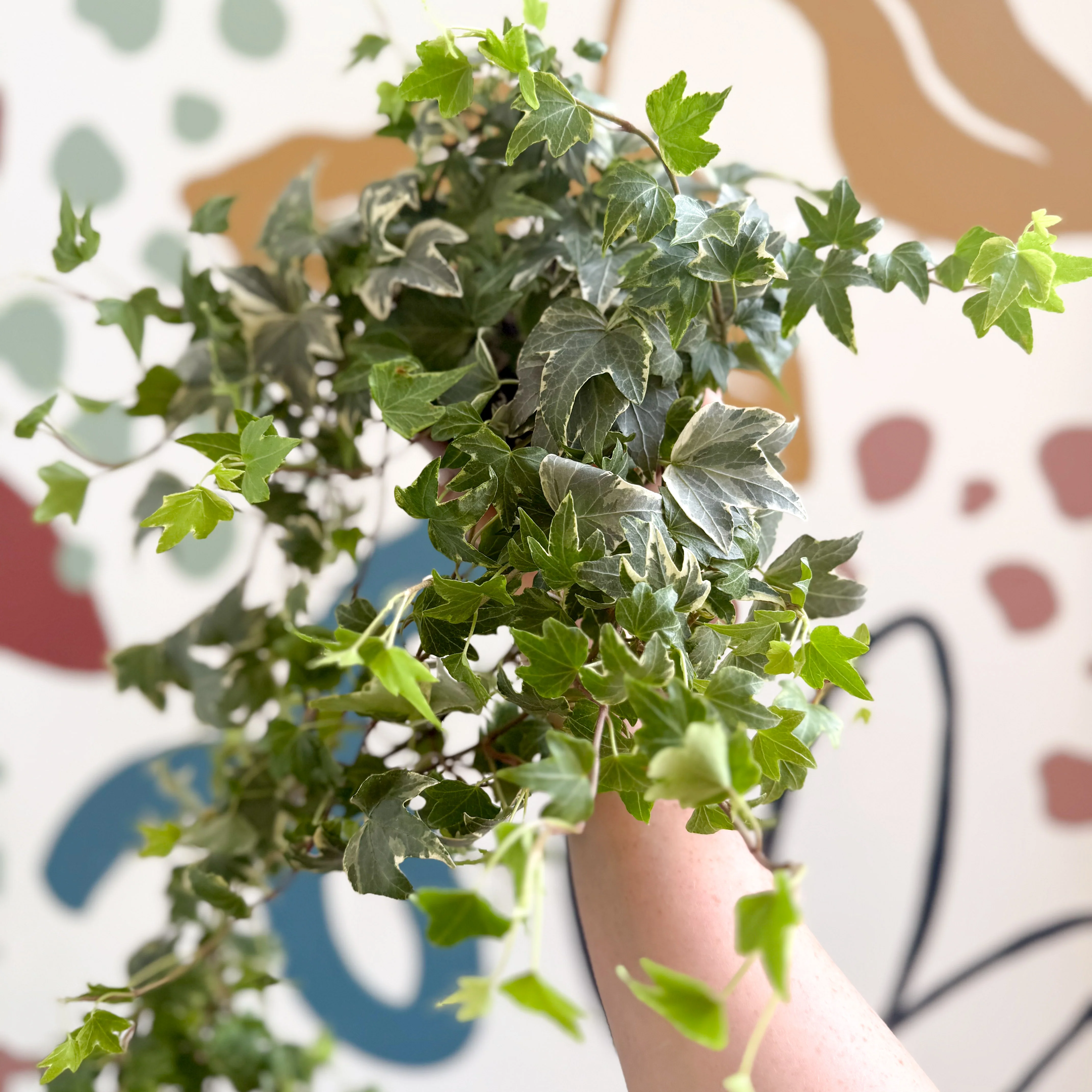 Hedera helix 'Bont' - English Ivy - Image 10