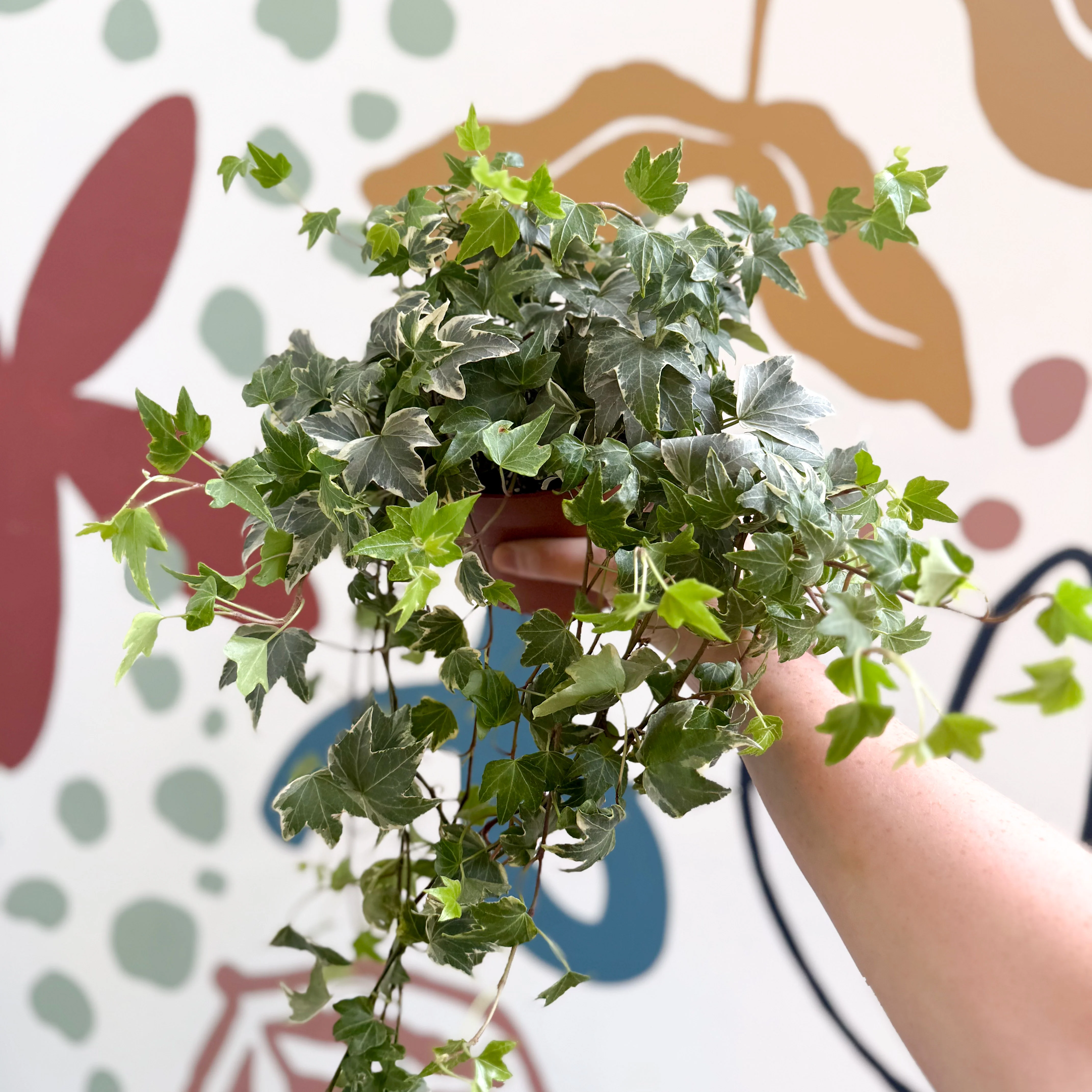 Hedera helix 'Bont' - English Ivy - Image 2