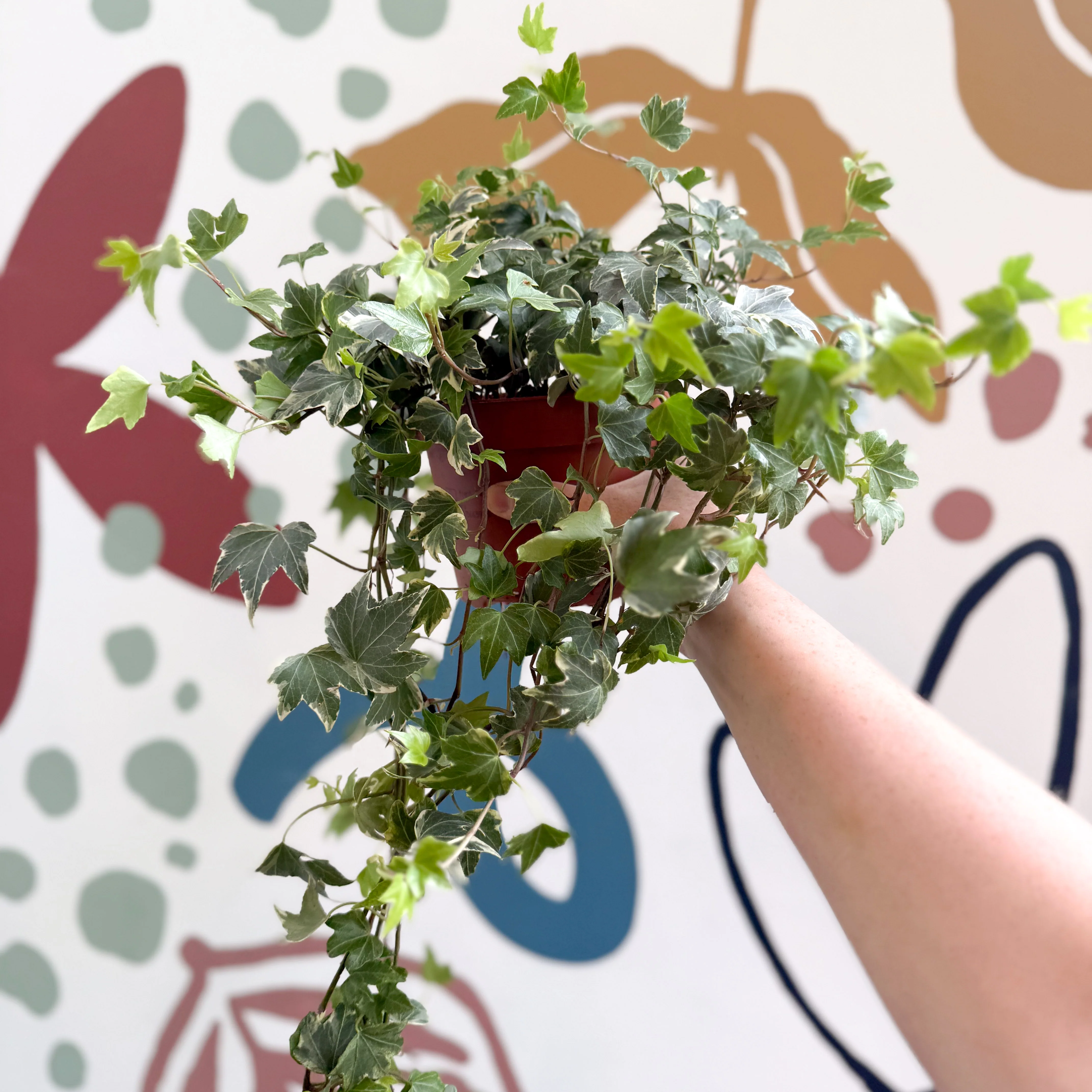 Hedera helix 'Bont' - English Ivy - Image 3